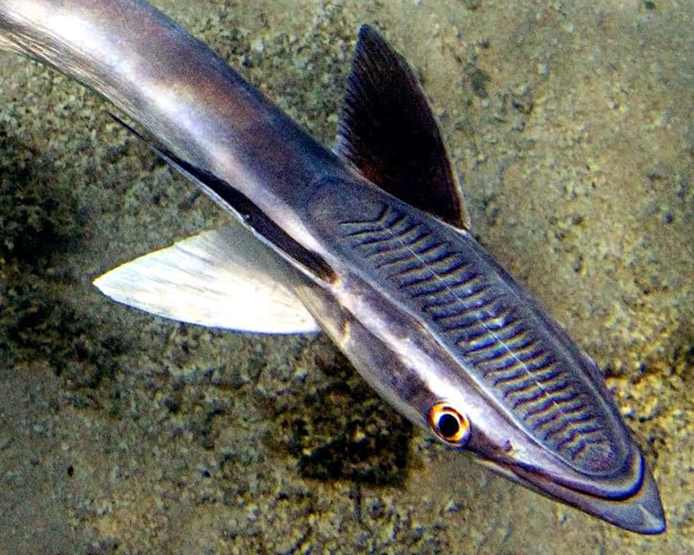 Remora 桌布 壁紙 — 一條細長魚類嘅特寫相，頭部有條紋，眼睛係鮮橙色，喺沙質海床上游緊水。