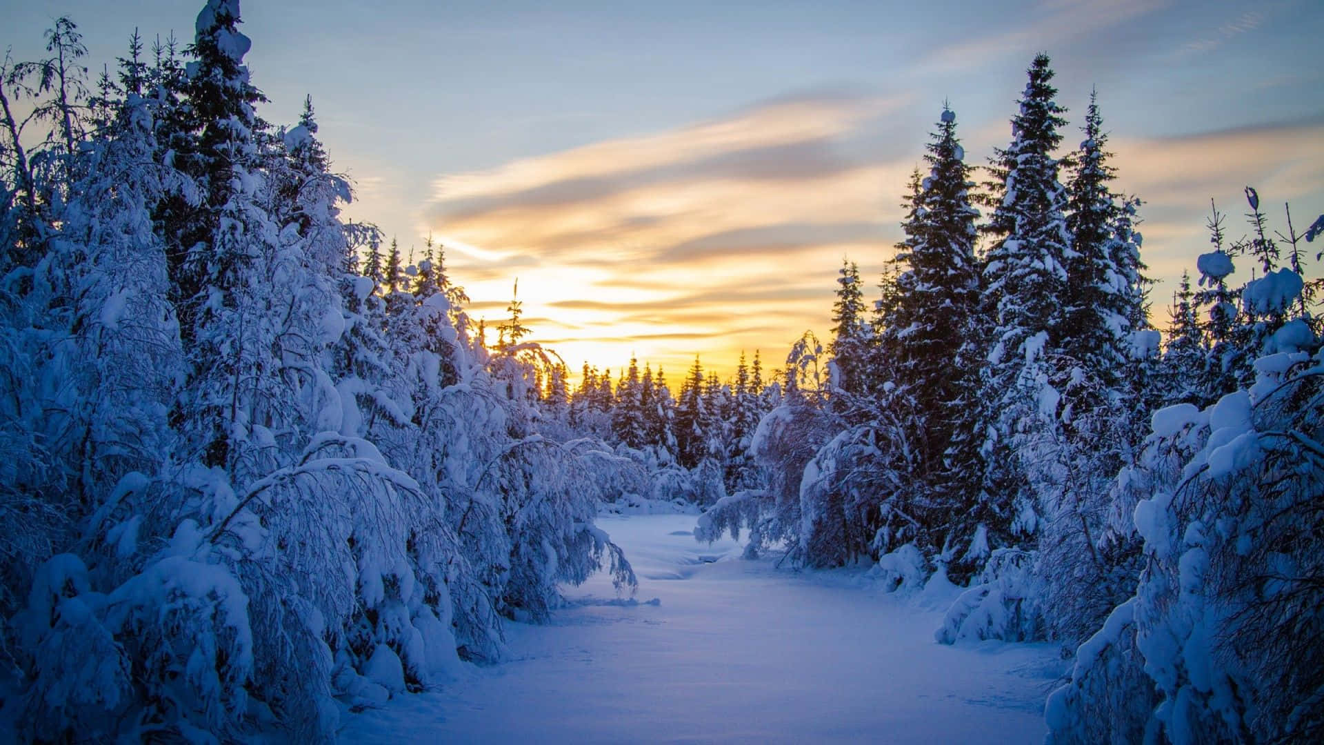 Winter Forest 桌布 壁紙 — 一條結冰的河流蜿蜒穿過雪覆蓋的森林，日落時分，金色光芒在樹後閃耀。