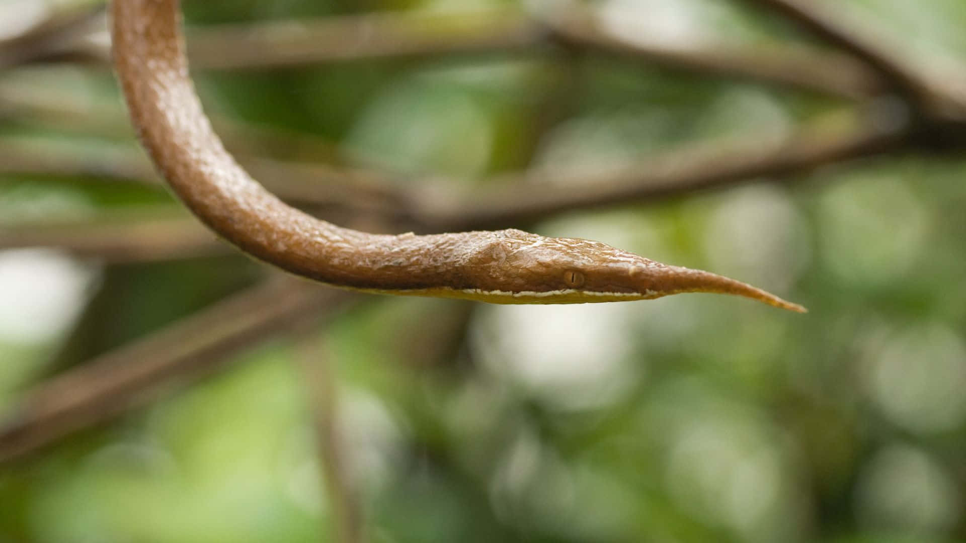 Brown Snake 桌布 壁紙 — 一條纖細的棕色蛇，頭部像葉子，優雅地棲息在樹枝上，背景是柔和的綠色模糊森林。