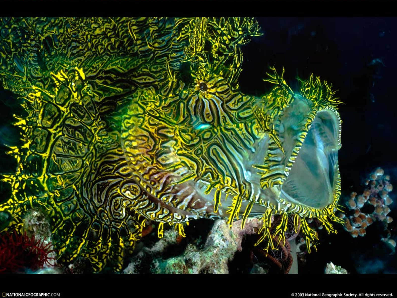 3d Fish 桌布 壁紙 — 一條色彩鮮明的獅子魚，帶有黃黑條紋，在深海珊瑚中偽裝。