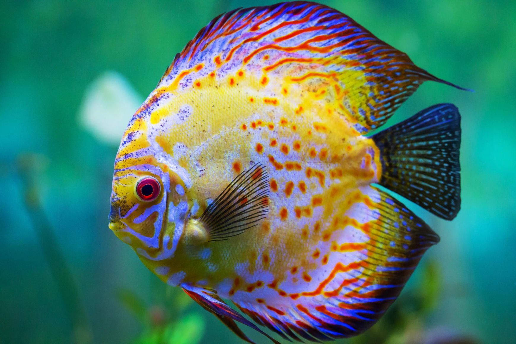 Beautiful Fish 桌布 壁紙 — 一條色彩鮮豔的七彩神仙魚，帶有橙色斑點和藍紅色魚鰭，在綠色水生環境中優雅地游動。