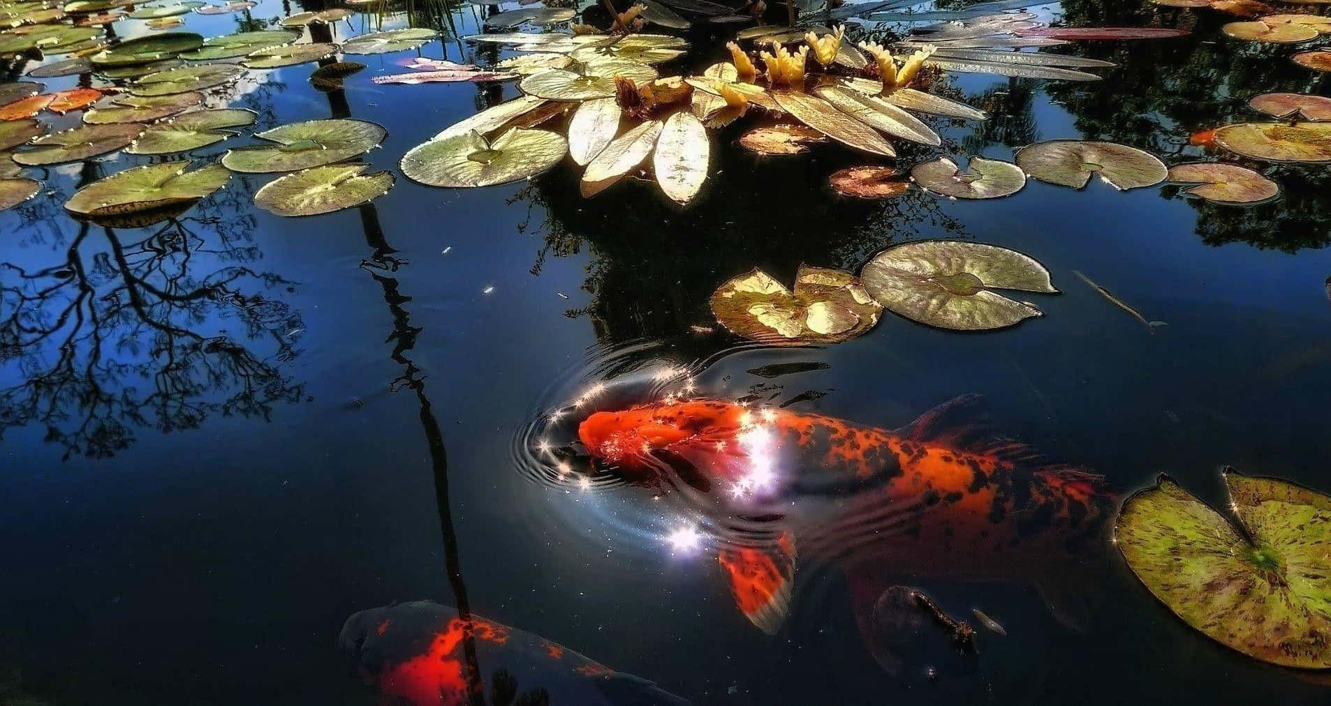 Pond 桌布 壁紙 — 一條色彩鮮豔的錦鯉在陽光照射的池塘中，睡蓮葉下游動，池塘倒映著樹枝和金黃色的花朵。