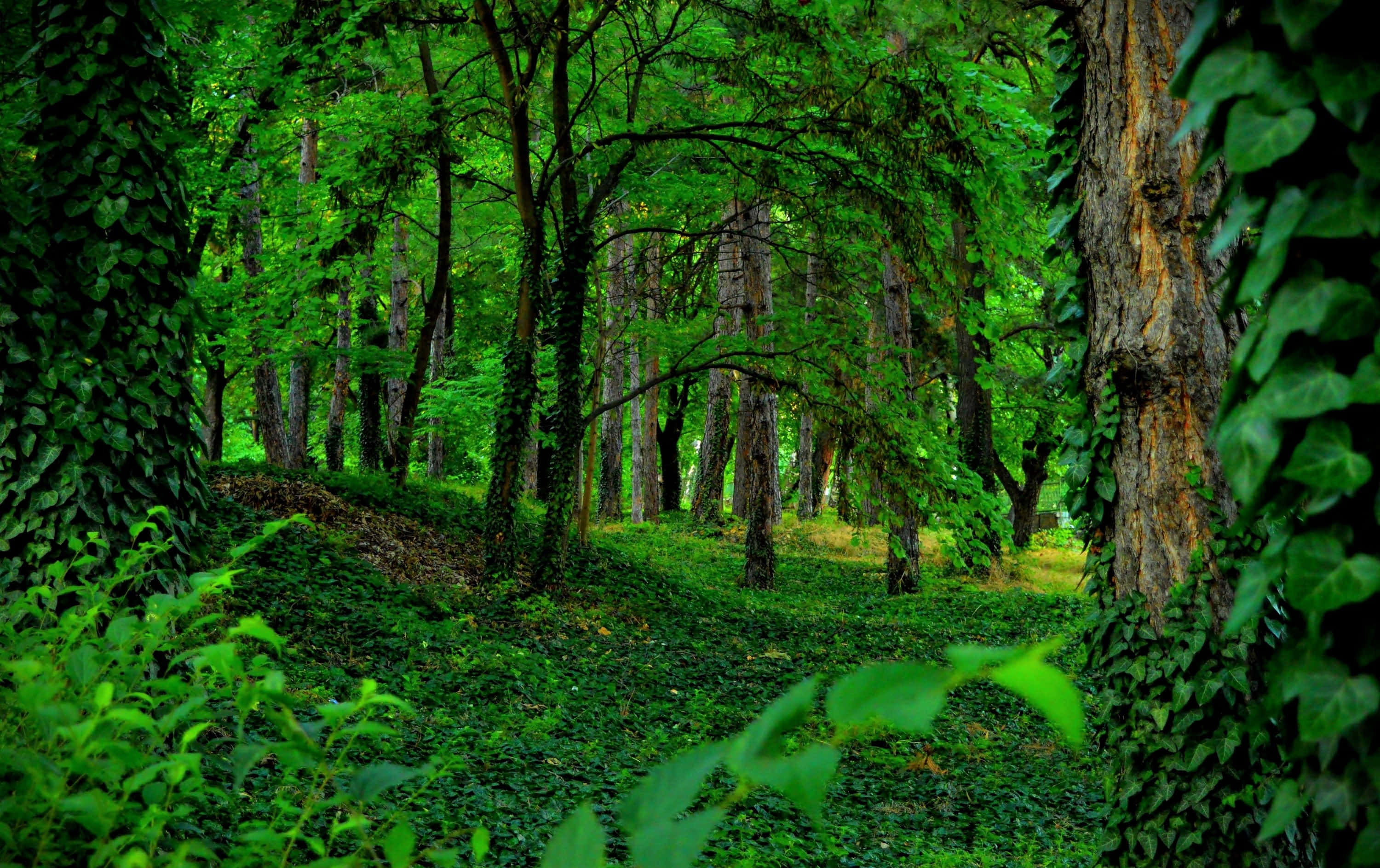 Forest Conservation 桌布 壁紙 — 一條茂密的綠色森林小徑，兩旁是爬滿常春藤的樹木，斑駁的陽光穿過濃密的樹葉灑落下來。
