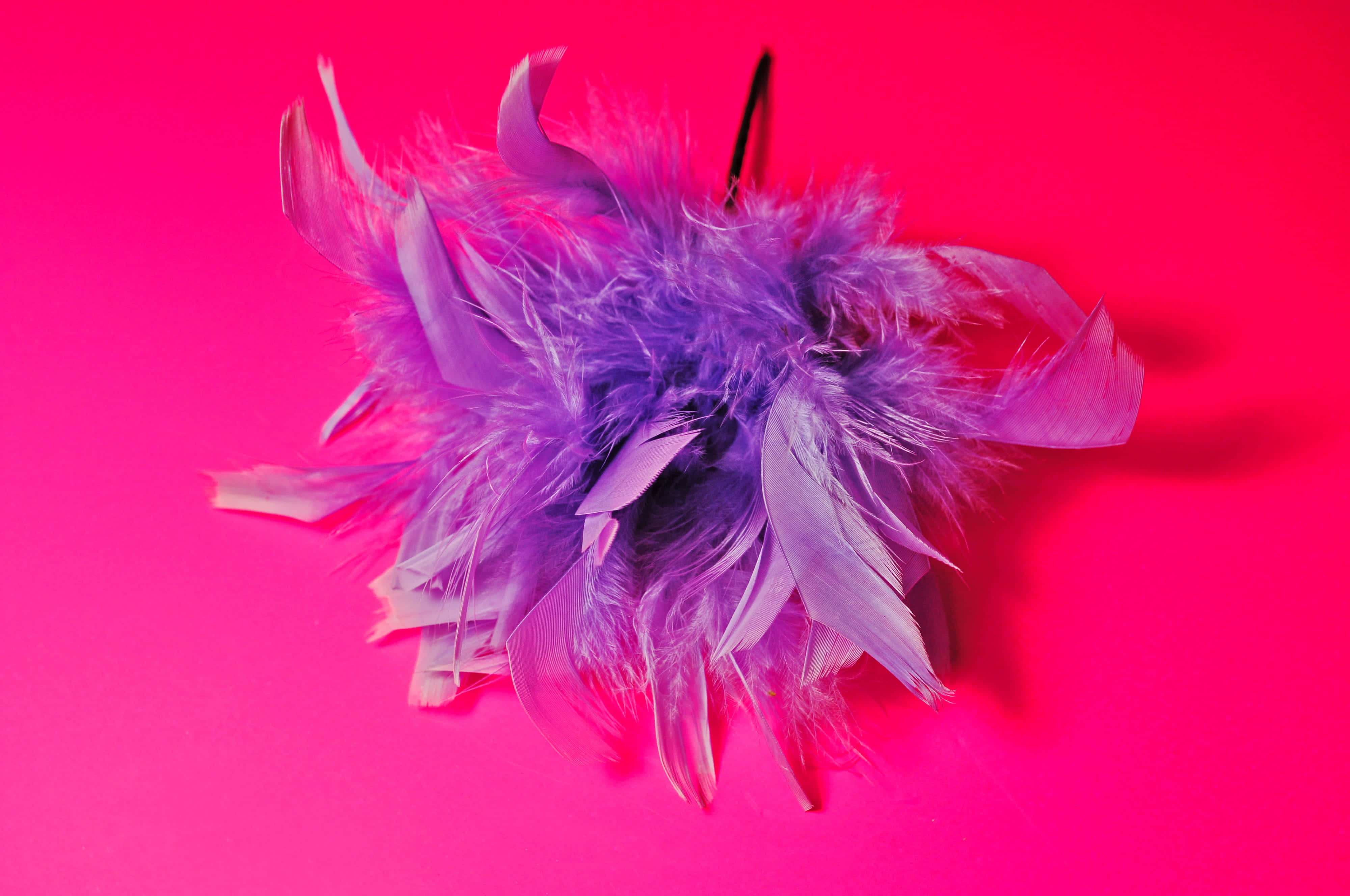 Purple Feathers 桌布 壁紙 — 一條蓬鬆的紫色羽毛圍巾靠在鮮豔的粉紅色背景上，帶有柔和的陰影。