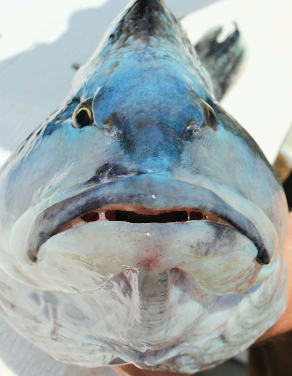 Black Sea Bass 桌布 壁紙 — 一條藍色魚嘅特寫相，張開大嘴露出尖銳嘅牙齒同鰓。