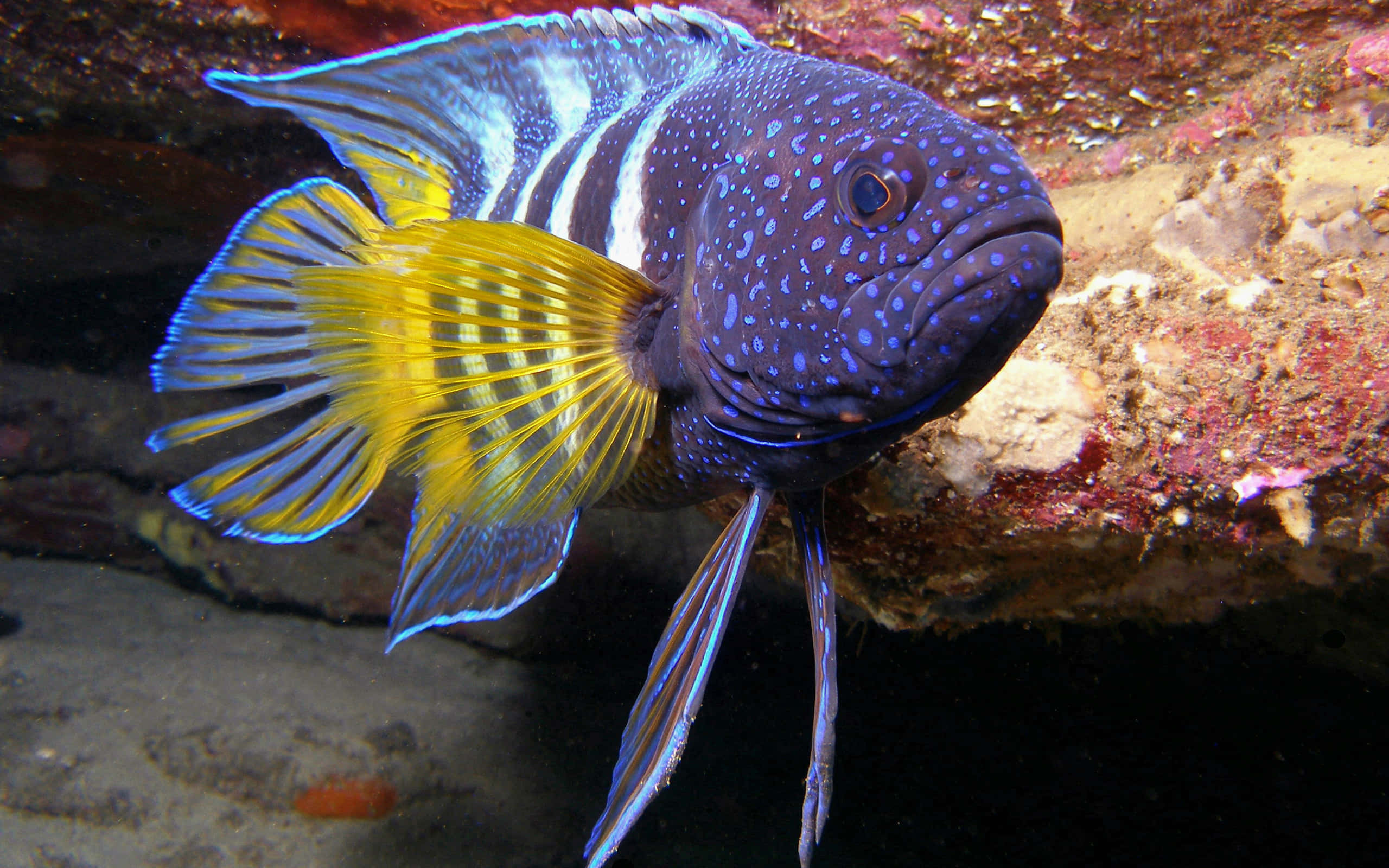 一條藍黃色的魚 壁紙
