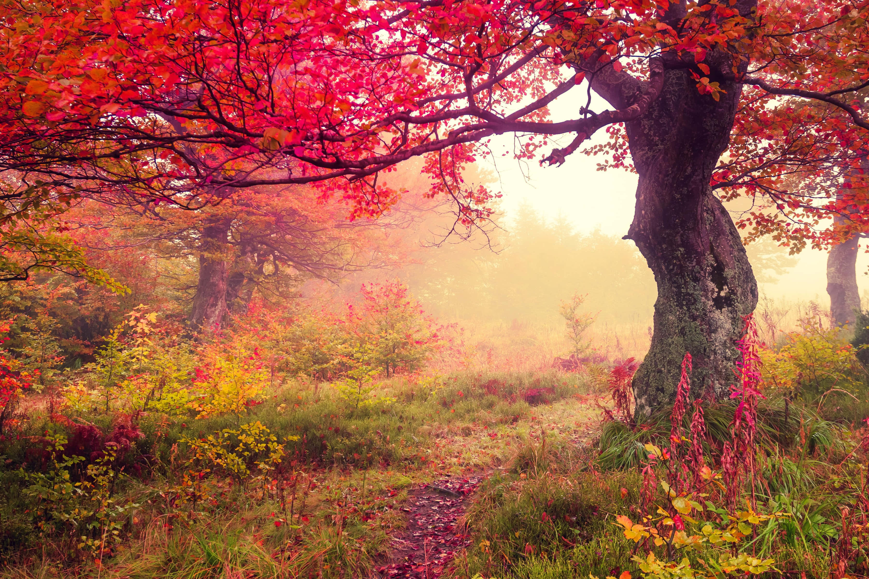 Fall Photography 桌布 壁紙 — 一條蜿蜒小徑穿過霧氣瀰漫的森林，鮮紅和橙色的秋葉在柔和晨光下閃耀。