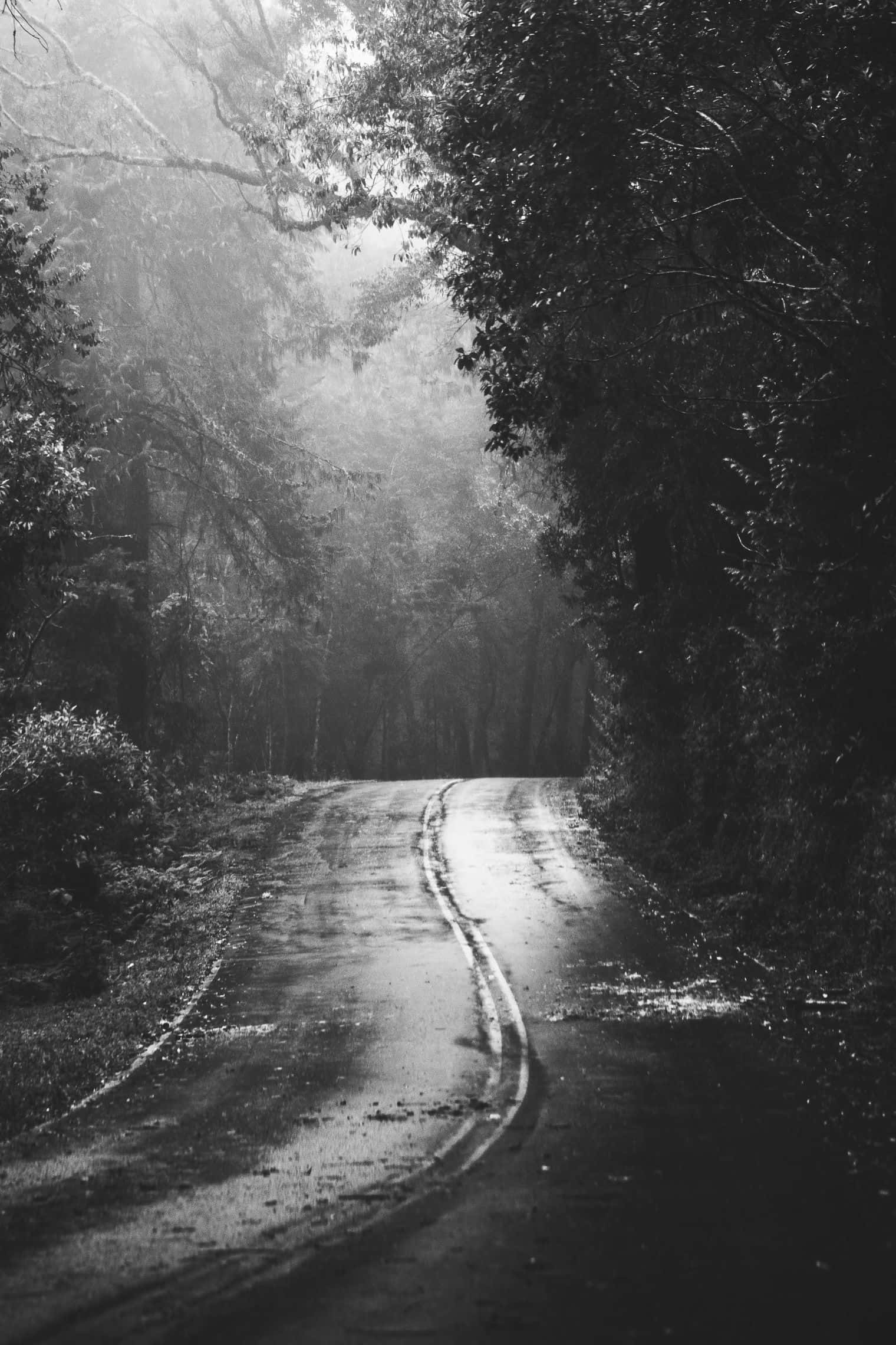 Black And White Street 桌布 壁紙 — 一條蜿蜒潮濕的道路穿過茂密的森林，單色調的霧氣光線穿過樹木。