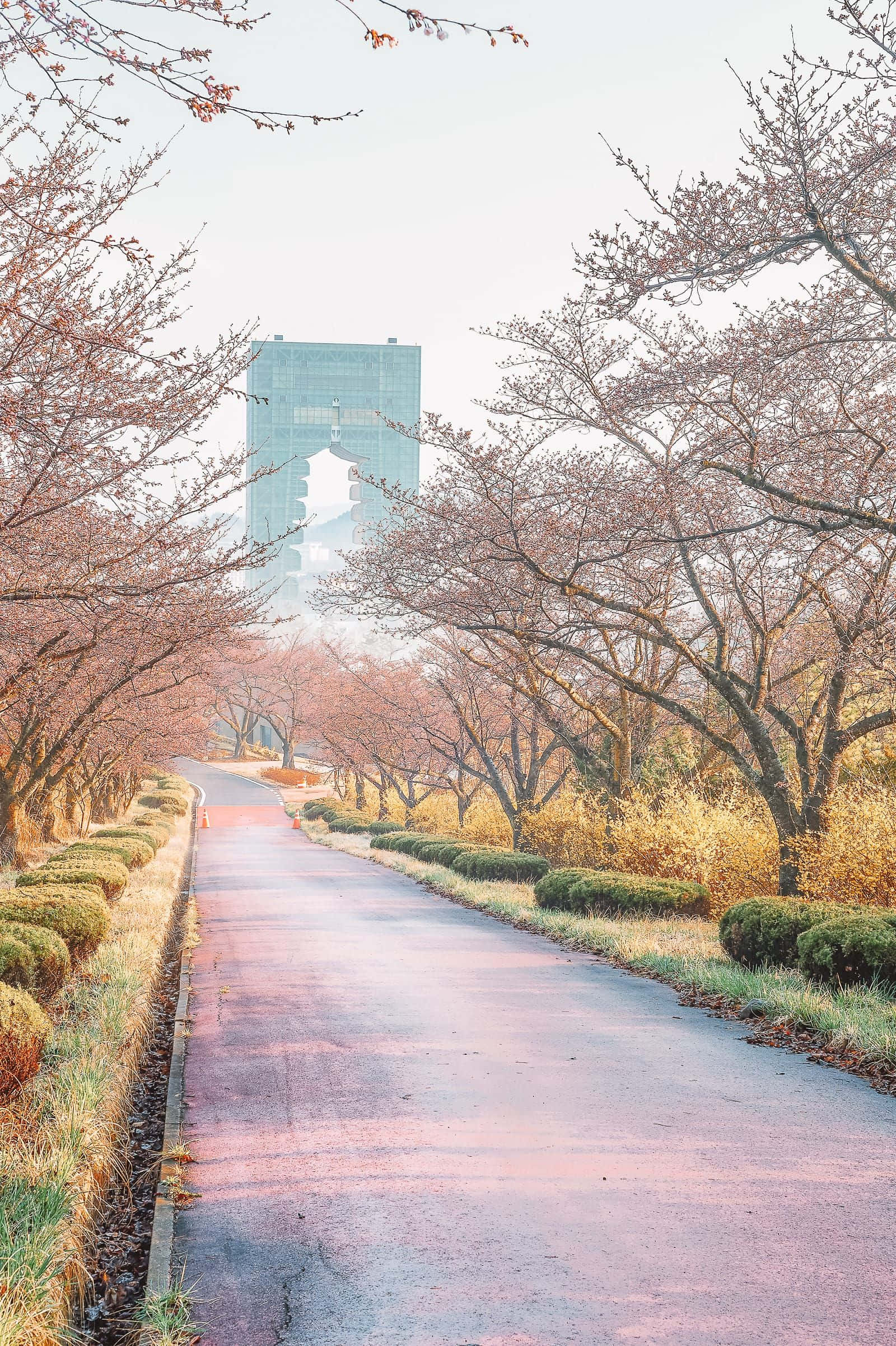 South Korea 桌布 壁紙 — 一條蜿蜒的小徑兩旁開滿櫻花，在柔和的晨光中通往一座現代玻璃摩天大樓。
