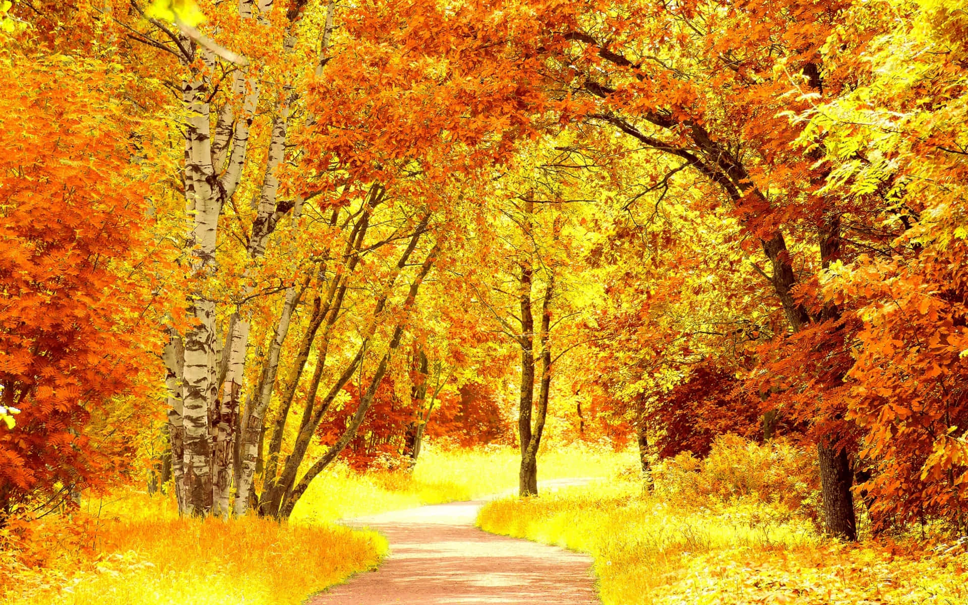 Fall Foliage 桌布 壁紙 — 一條蜿蜒的小徑穿過充滿活力的秋日森林，火紅的橙色和金色樹葉在頭頂拱起。