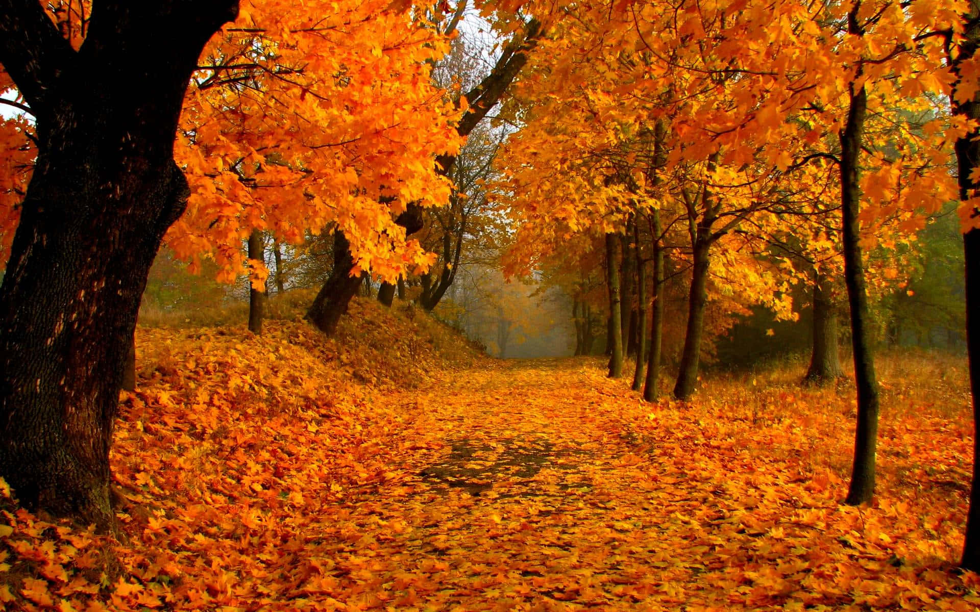 Fall Colors 桌布 壁紙 — 一條蜿蜒的小徑穿過森林，森林在柔和日光下披上充滿活力的橙色秋葉。