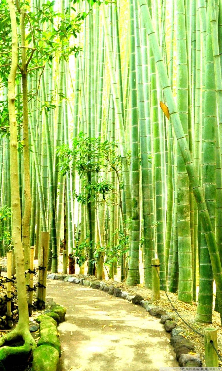 花園 桌布 壁紙 — 一條蜿蜒的小徑穿過茂密的竹林，竹林中有高大的綠色竹竿，斑駁的陽光透過樹冠灑落。
