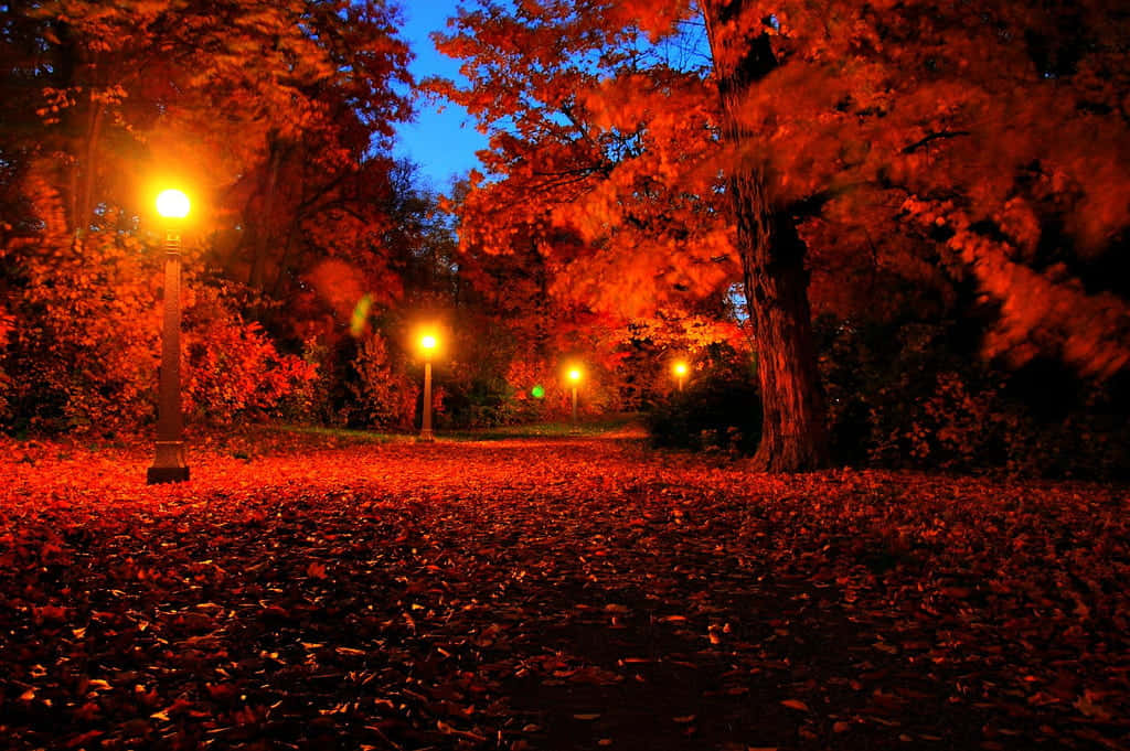 Autumn Evening 桌布 壁紙 — 一條蜿蜒的小徑穿過黃昏時分的森林，被溫暖的路燈照亮，在鮮紅的秋葉上投下金色的光芒。