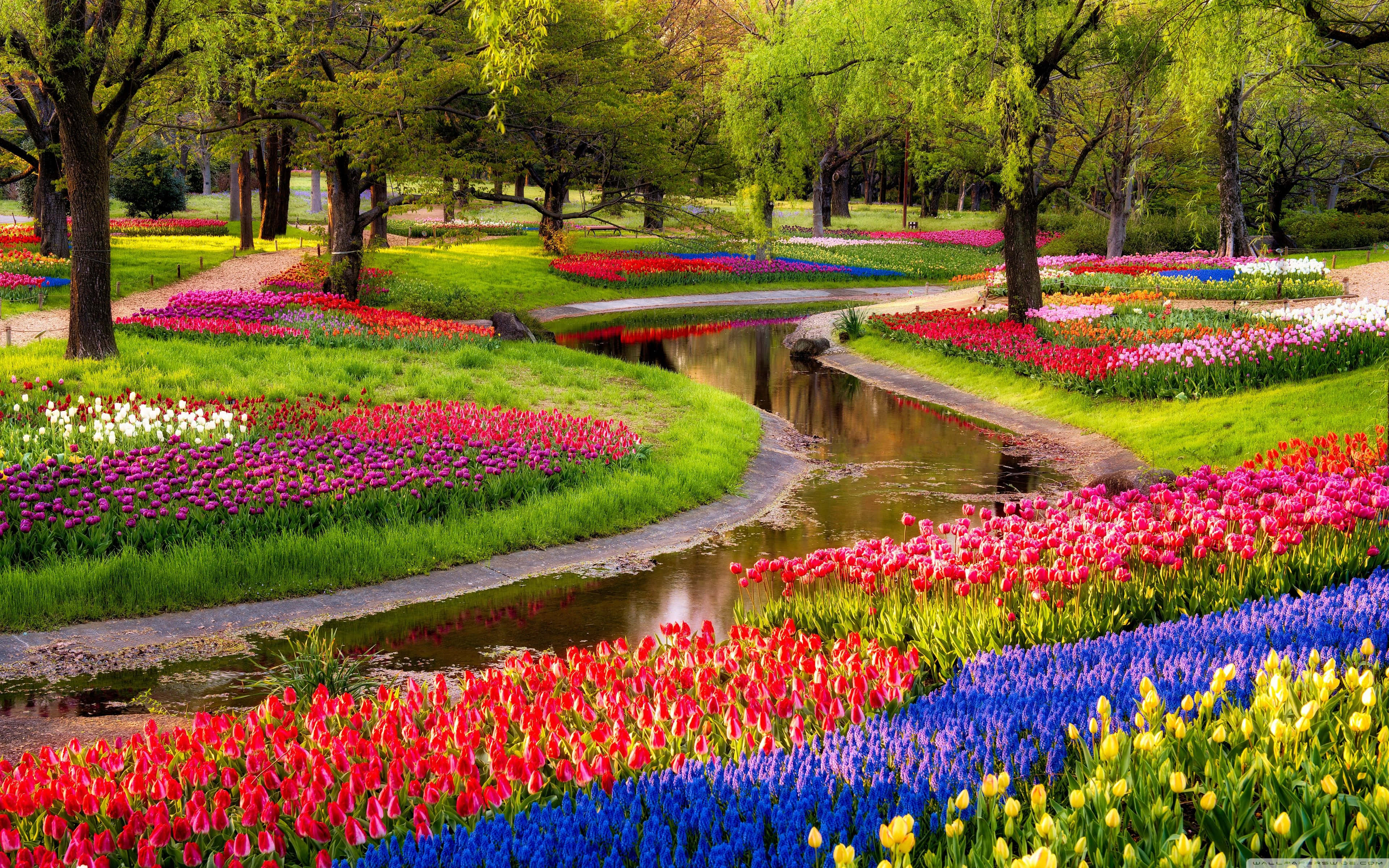 Spring Park 桌布 壁紙 — 一條蜿蜒的小溪穿過一個充滿活力的花園，在明媚的春日陽光下，花園裡開滿了紅色、粉紅色、藍色和黃色的鬱金香。