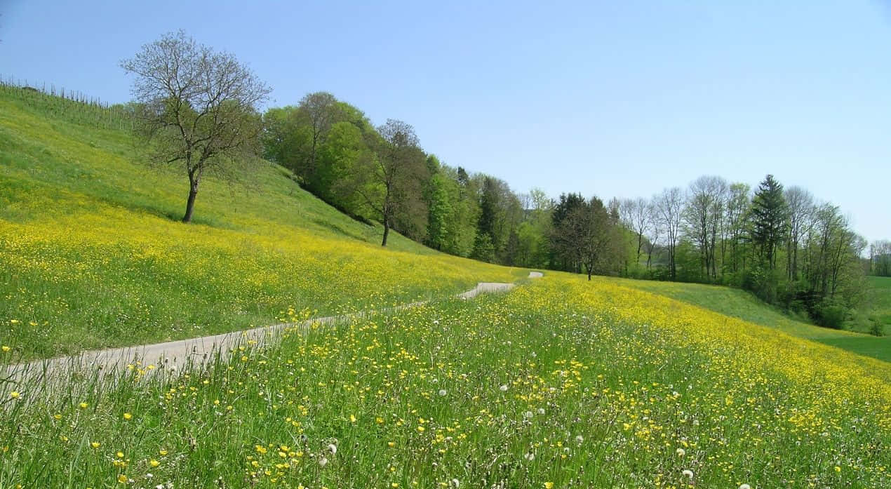Spring Meadow 桌布 壁紙 — 一條蜿蜒的小路穿過一片充滿活力的黃色野花田，背景是晴朗的藍天、綠色的山丘和散落的樹木。