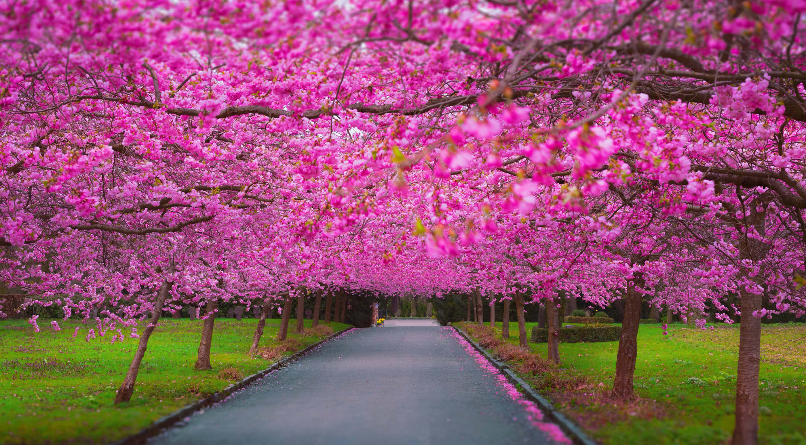 Cherry Blossom Tree 桌布 壁紙 — 一條蜿蜒的小路被充滿活力的粉紅色櫻花樹環繞，在綠色草坪上形成了一條鮮花隧道。
