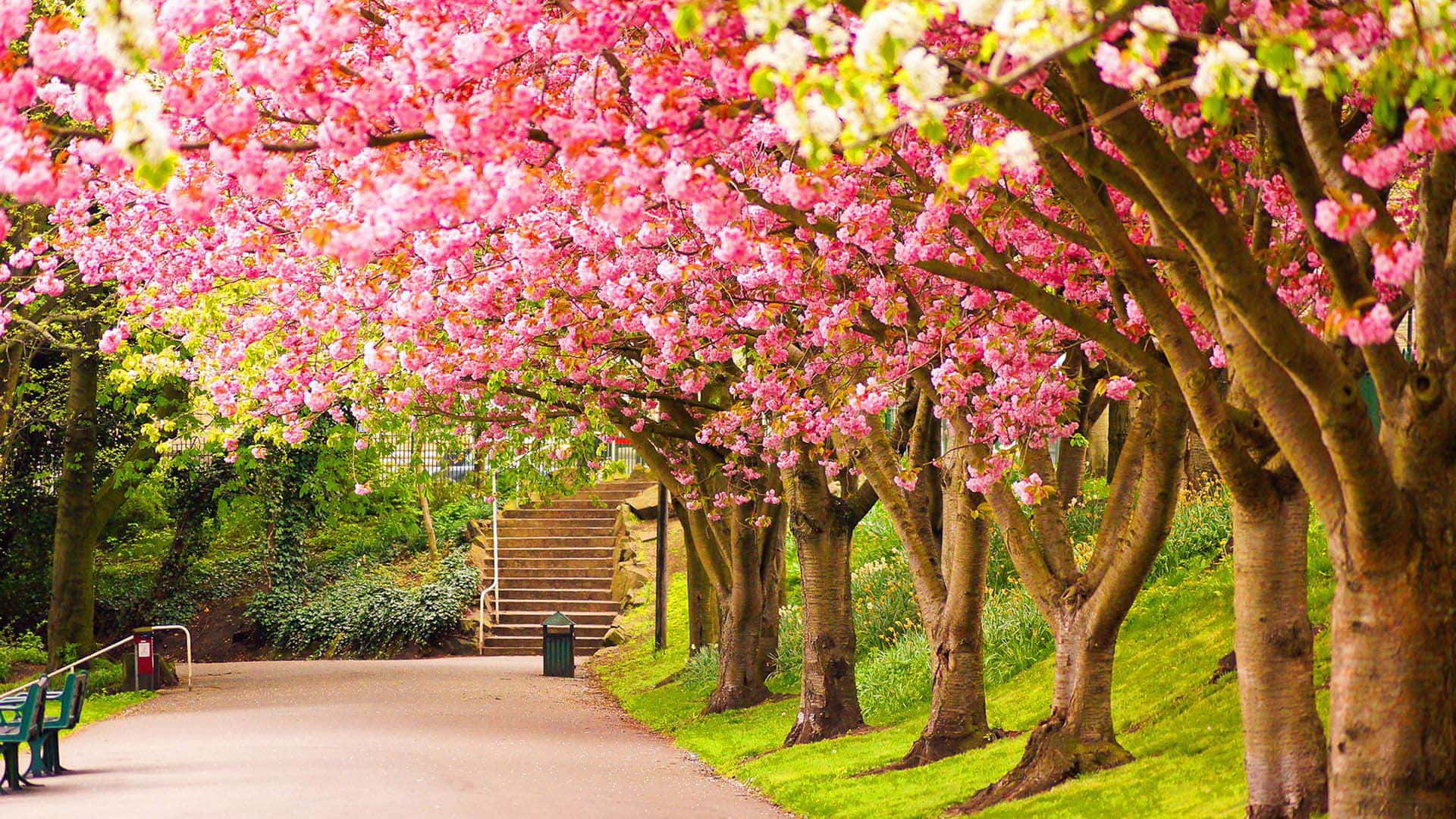 Cherry Blossom Tree 桌布 壁紙 — 一條蜿蜒的小路被鮮豔的粉紅色櫻花樹冠遮蔽，背景有綠草和石階。