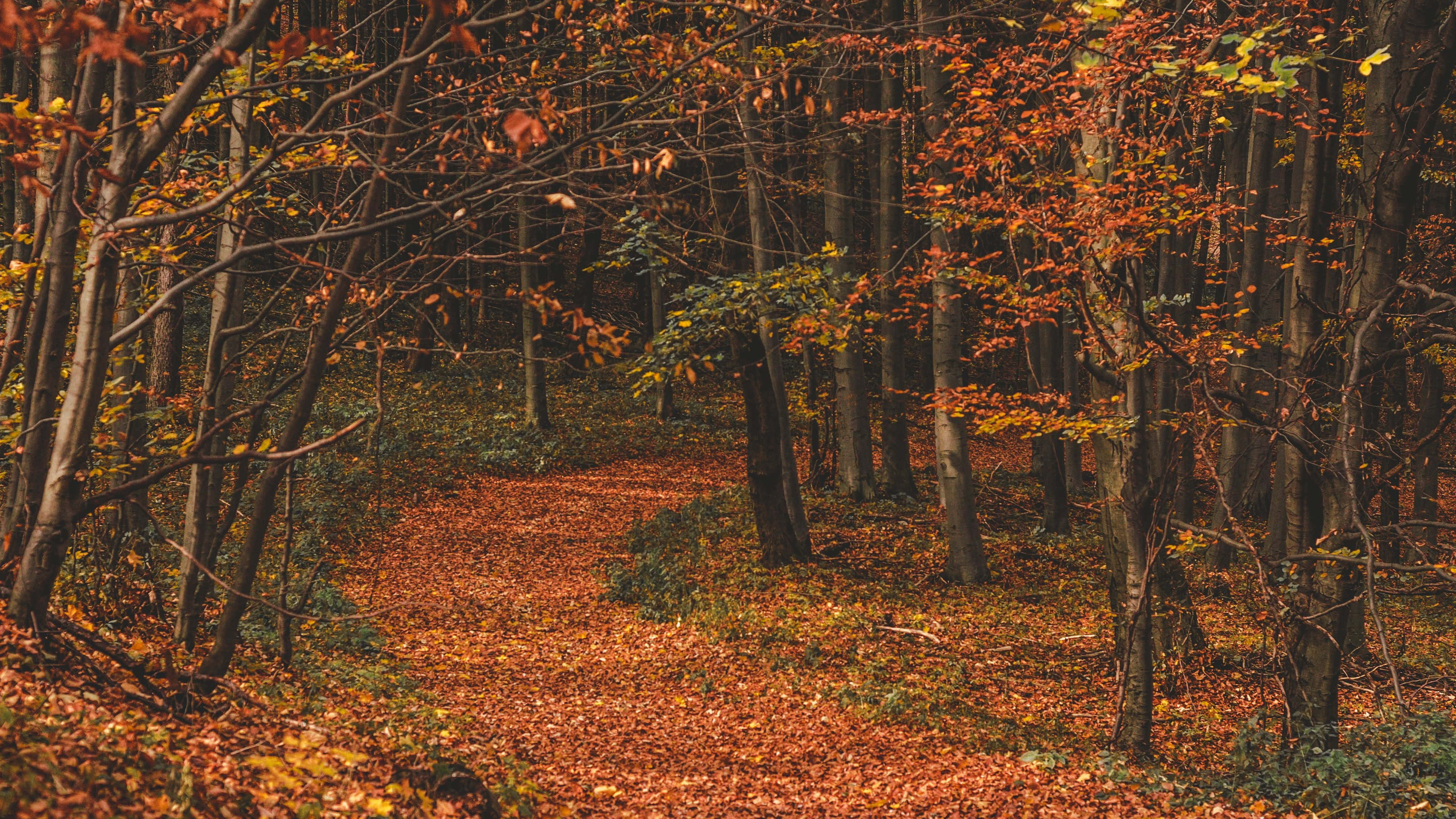 Autumn Trails 桌布 壁紙 — 一條蜿蜒的森林小徑，在光禿禿的樹枝樹冠下，鋪滿了鮮豔的橙色和黃色秋葉。