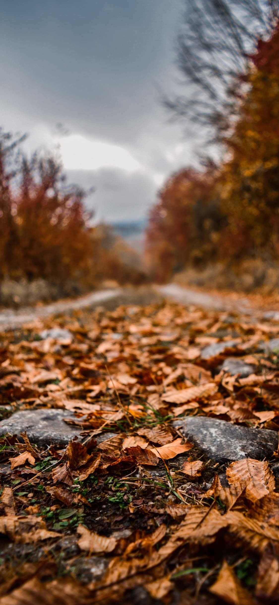 Fallen Leaves 桌布 壁紙 — 一條蜿蜒的森林小徑，覆蓋著落下的秋葉，天空多雲。
