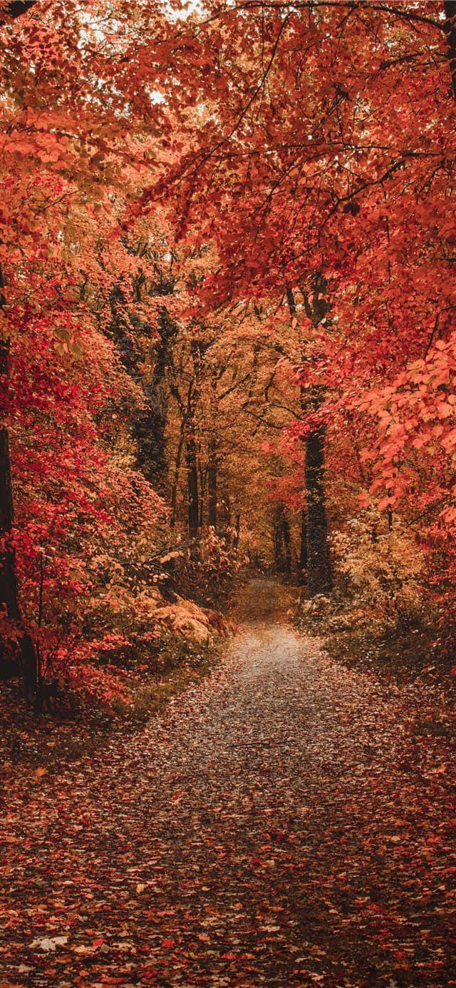 秋天 桌布 壁紙 — 一條蜿蜒的森林小徑，鋪滿了落下的紅葉，延伸至一片火紅的秋葉樹冠。