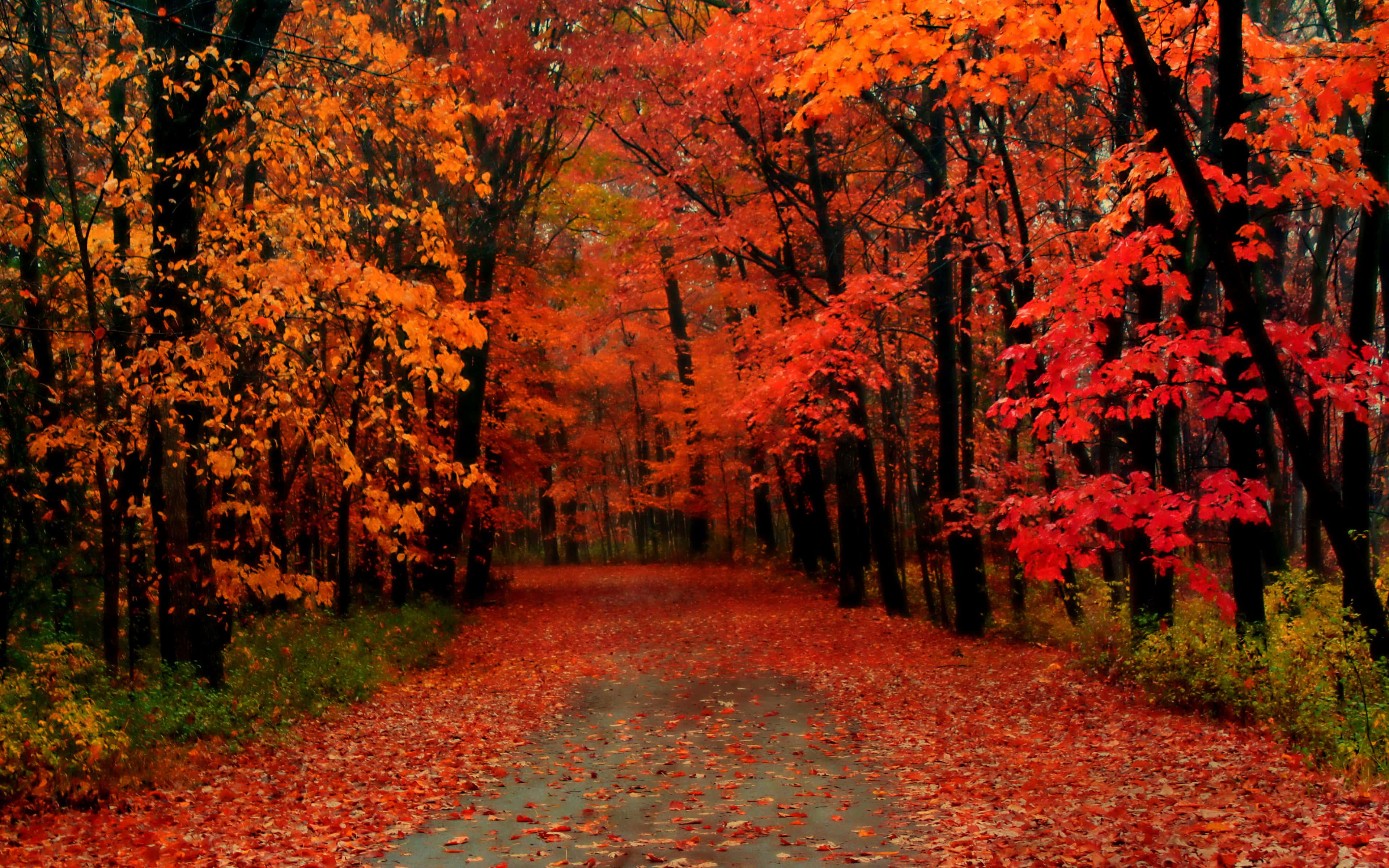 Fall Trees 桌布 壁紙 — 一條蜿蜒的森林小徑，鋪滿了鮮豔的紅色和橙色秋葉，上方是火紅的樹冠。