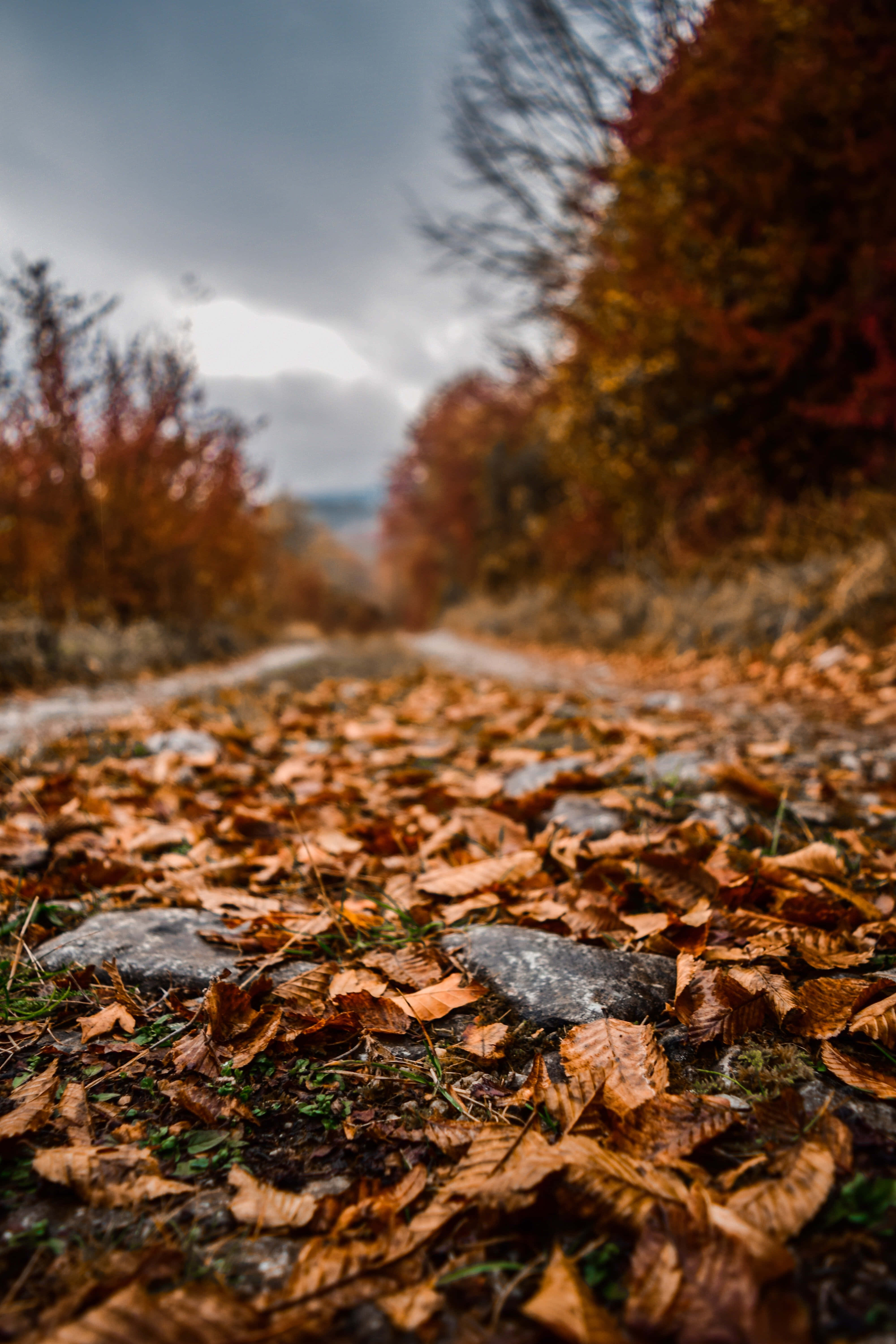 Fallen Leaves 桌布 壁紙 — 一條蜿蜒的森林小徑，鋪滿金黃色的秋葉，天空陰沉。