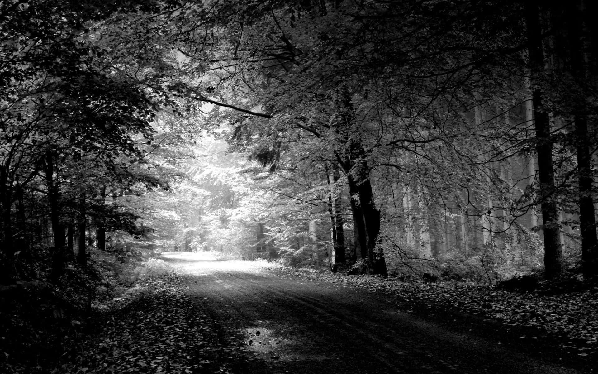 Black And White Nature 桌布 壁紙 — 一條蜿蜒的森林小徑沐浴在柔和光線中，光線穿過茂密的樹木，呈現單色調。