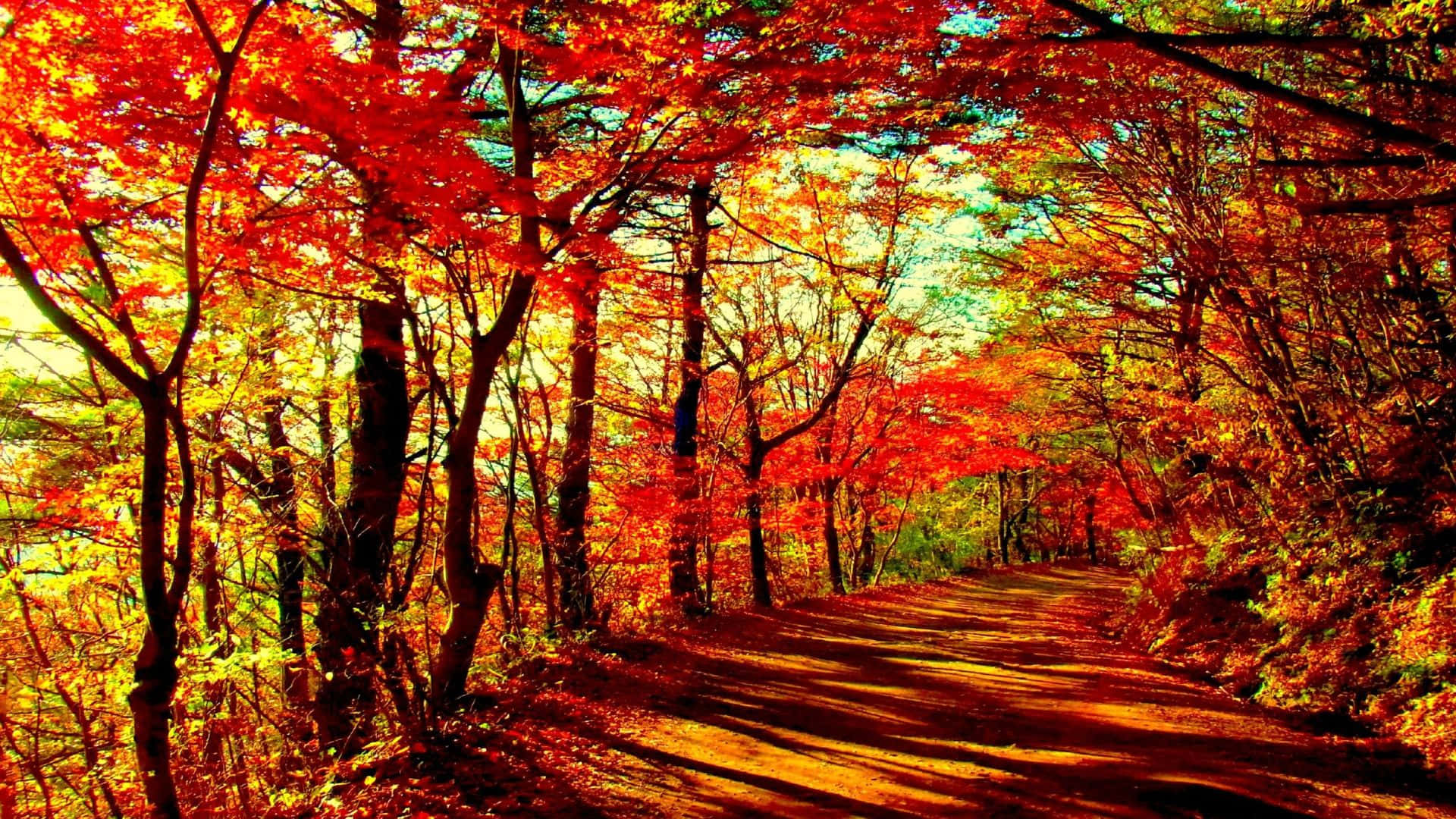 Fall Forest 桌布 壁紙 — 一條蜿蜒的森林小徑沐浴在金色的陽光中，陽光穿過火紅和橙色的秋葉樹冠灑落下來。