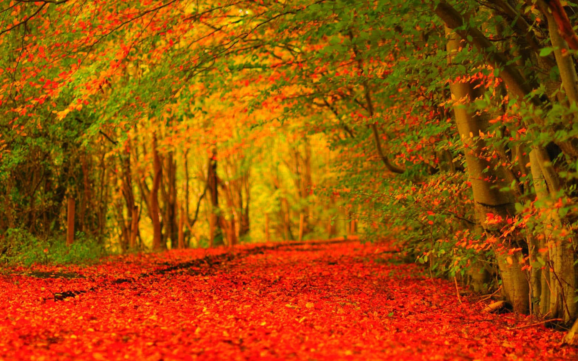 High Resolution Fall 桌布 壁紙 — 一條蜿蜒的森林小徑鋪滿了鮮紅色的落葉，在溫暖金色光芒照耀下的秋葉樹冠下拱起。
