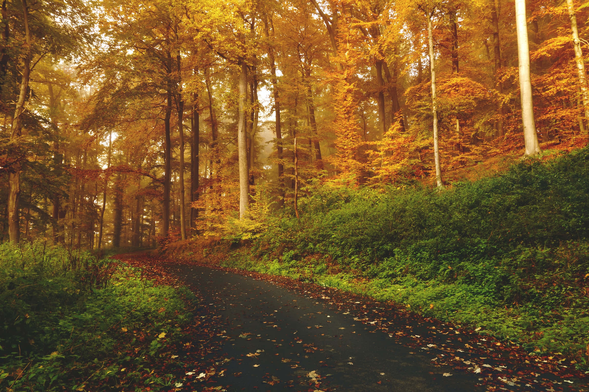 Autumnal Equinox 桌布 壁紙 — 一條蜿蜒的森林小徑鋪滿落葉，在秋日陽光穿過金色樹木的照耀下溫暖地閃耀。