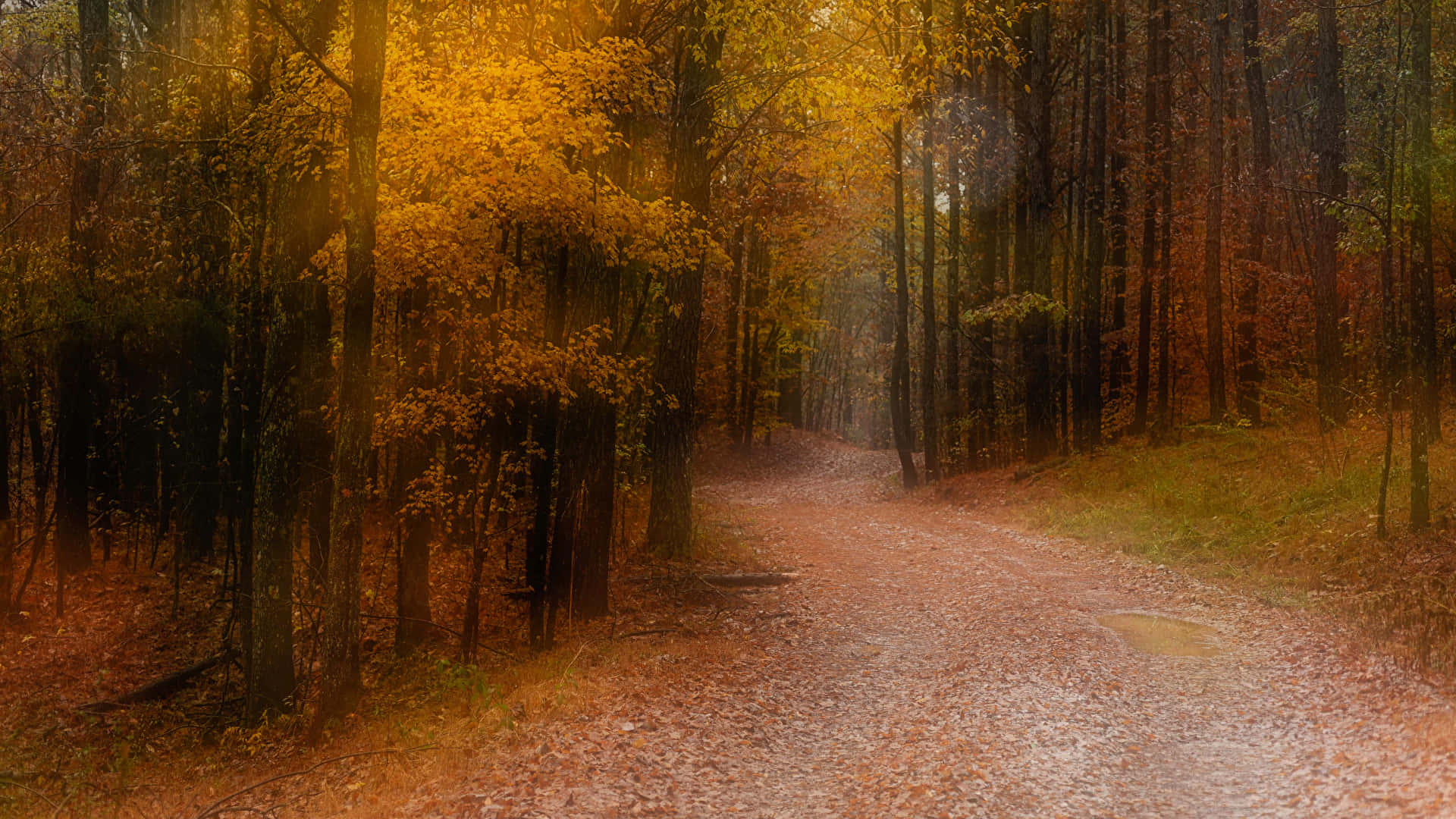 Autumn Trails 桌布 壁紙 — 一條蜿蜒的森林小徑鋪滿落葉，在金色秋日陽光透過高聳樹木照射下溫暖地閃耀。