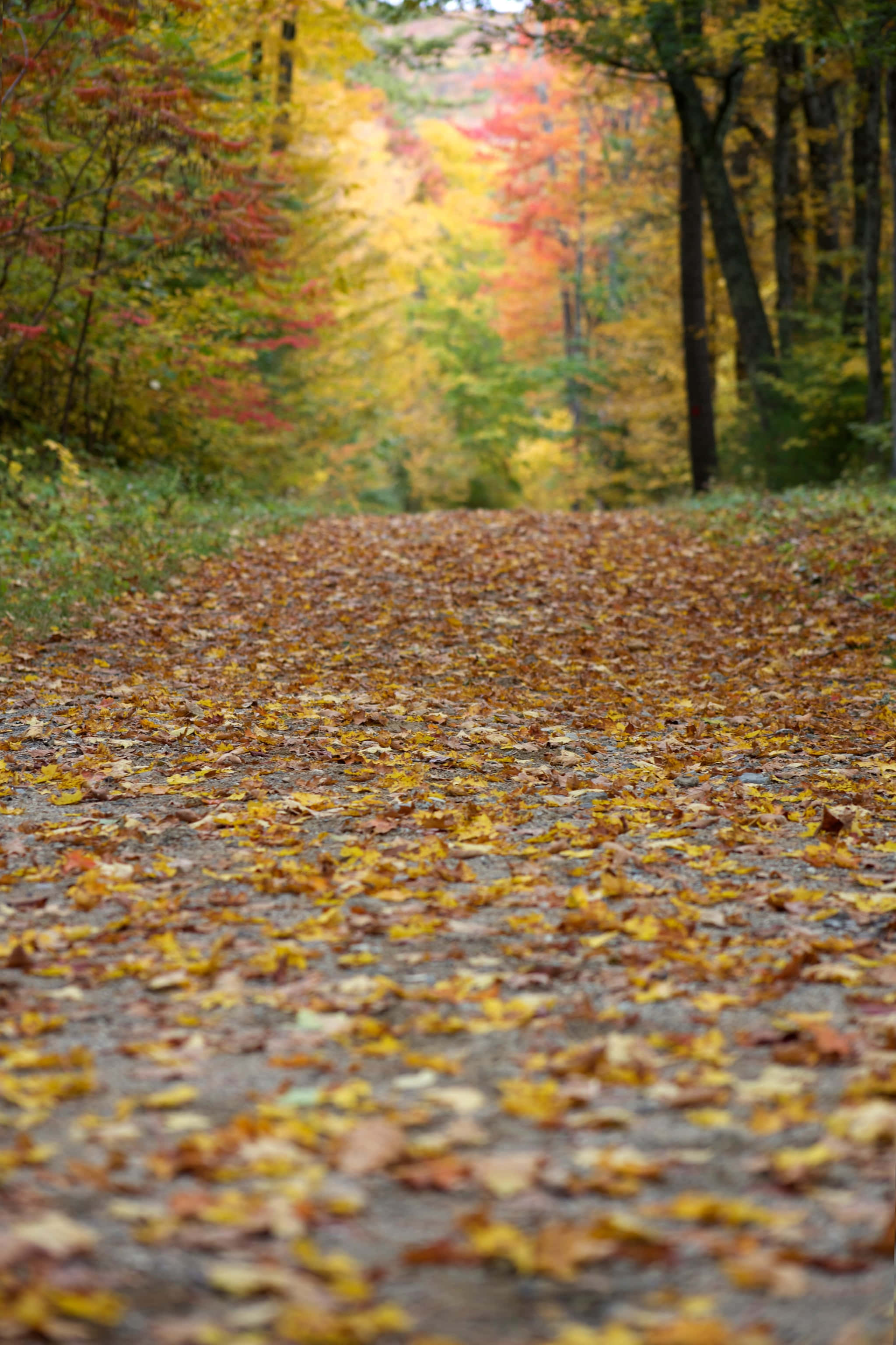 Fallen Leaves 桌布 壁紙 — 一條蜿蜒的森林小徑鋪滿金黃色的秋葉，通往由紅、黃、橙色樹木組成的色彩繽紛的樹冠。