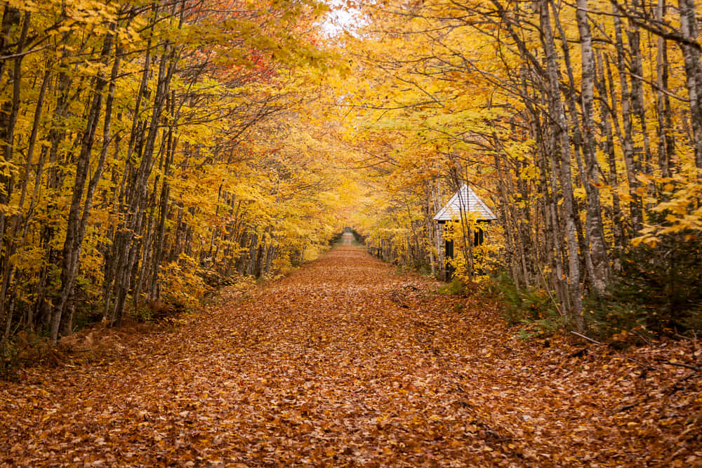 Fall Road 桌布 壁紙 — 一條蜿蜒的森林小徑鋪滿金黃色的秋葉，通往隱藏在高大樹木間的小白色小屋。