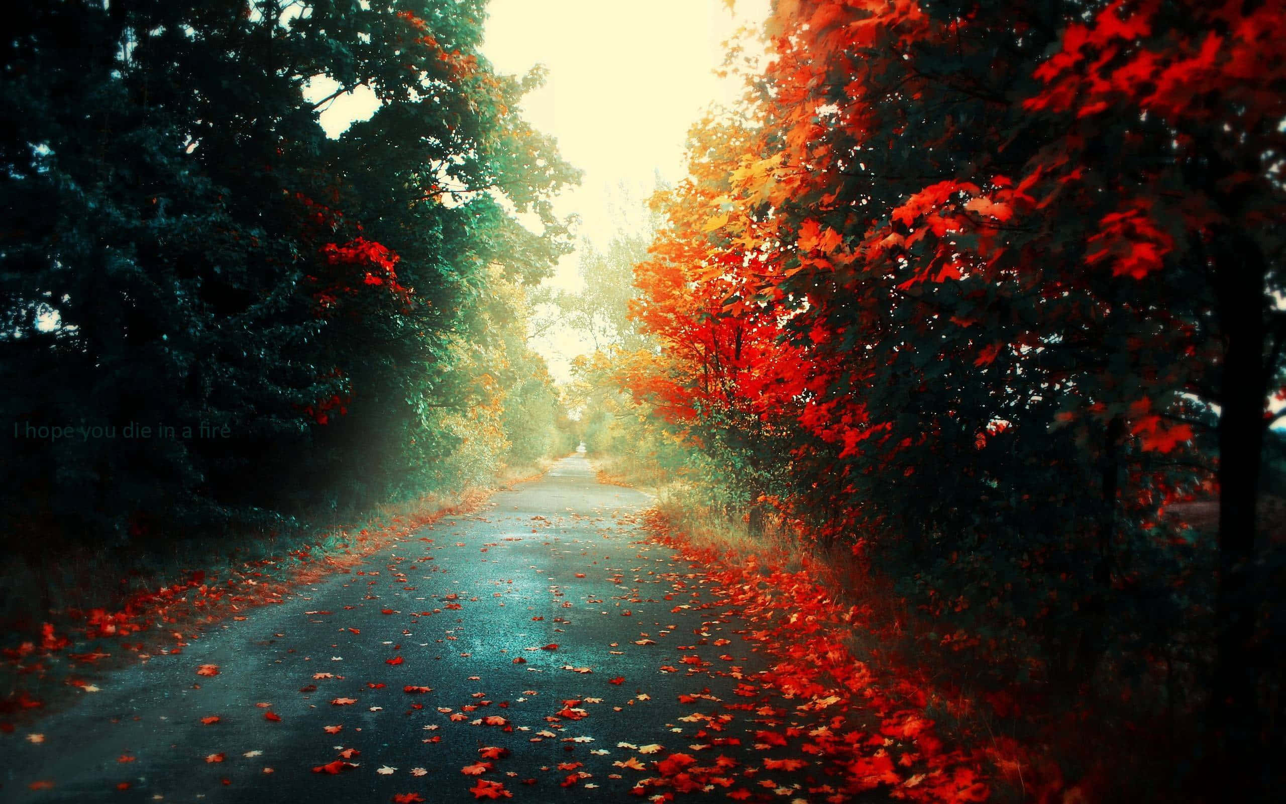 Breathtaking 桌布 壁紙 — 一條蜿蜒的森林小路沐浴在金色光芒中，兩旁是火紅和深綠色樹葉的樹木，散落的樹葉鋪滿潮濕的路面。