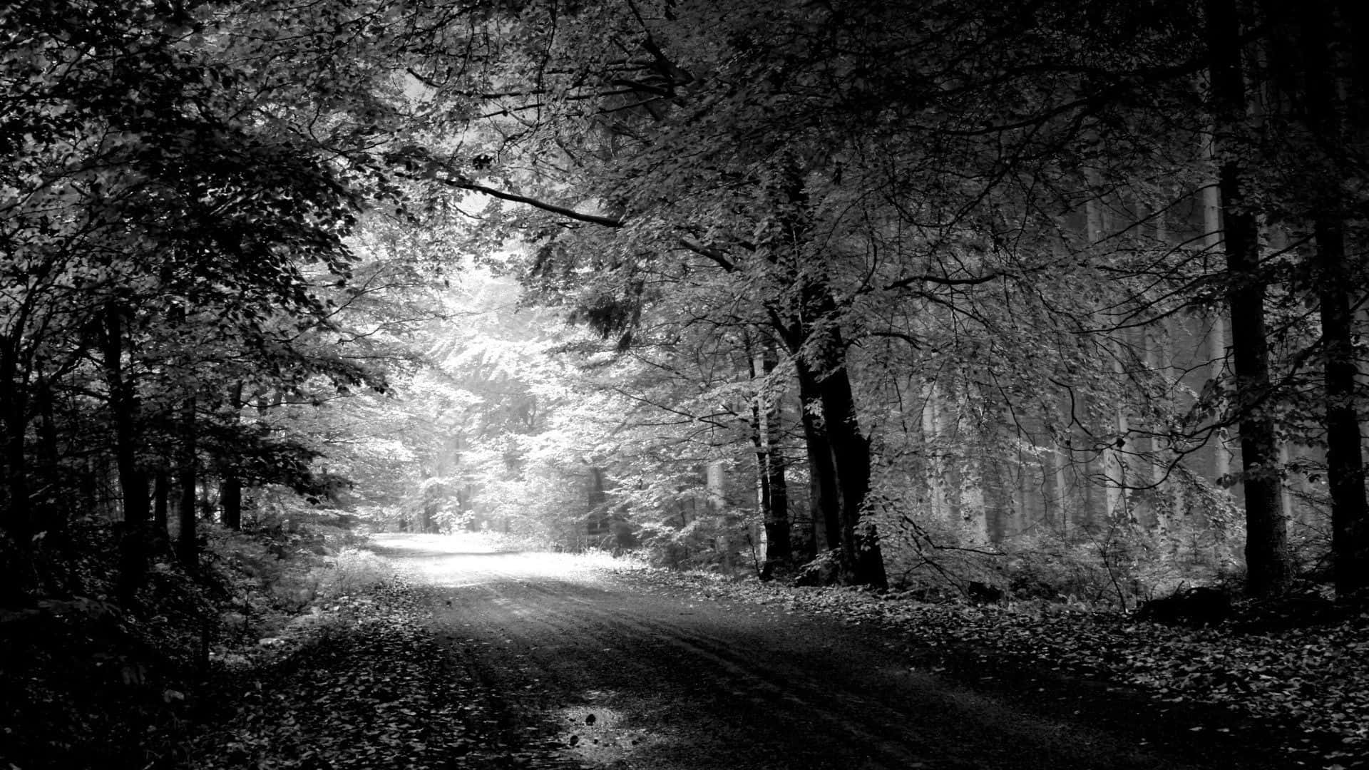 Black And White Landscape 桌布 壁紙 — 一條蜿蜒的森林道路，沐浴在透過茂密樹木過濾的虛幻光線中，呈現單色調。
