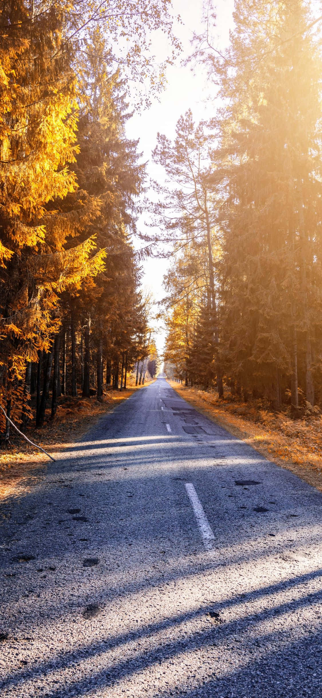 iPhone X Nature 桌布 壁紙 — 一條蜿蜒的森林道路沐浴在金黃色的秋光中，高大的樹木在瀝青路上投下長長的影子。