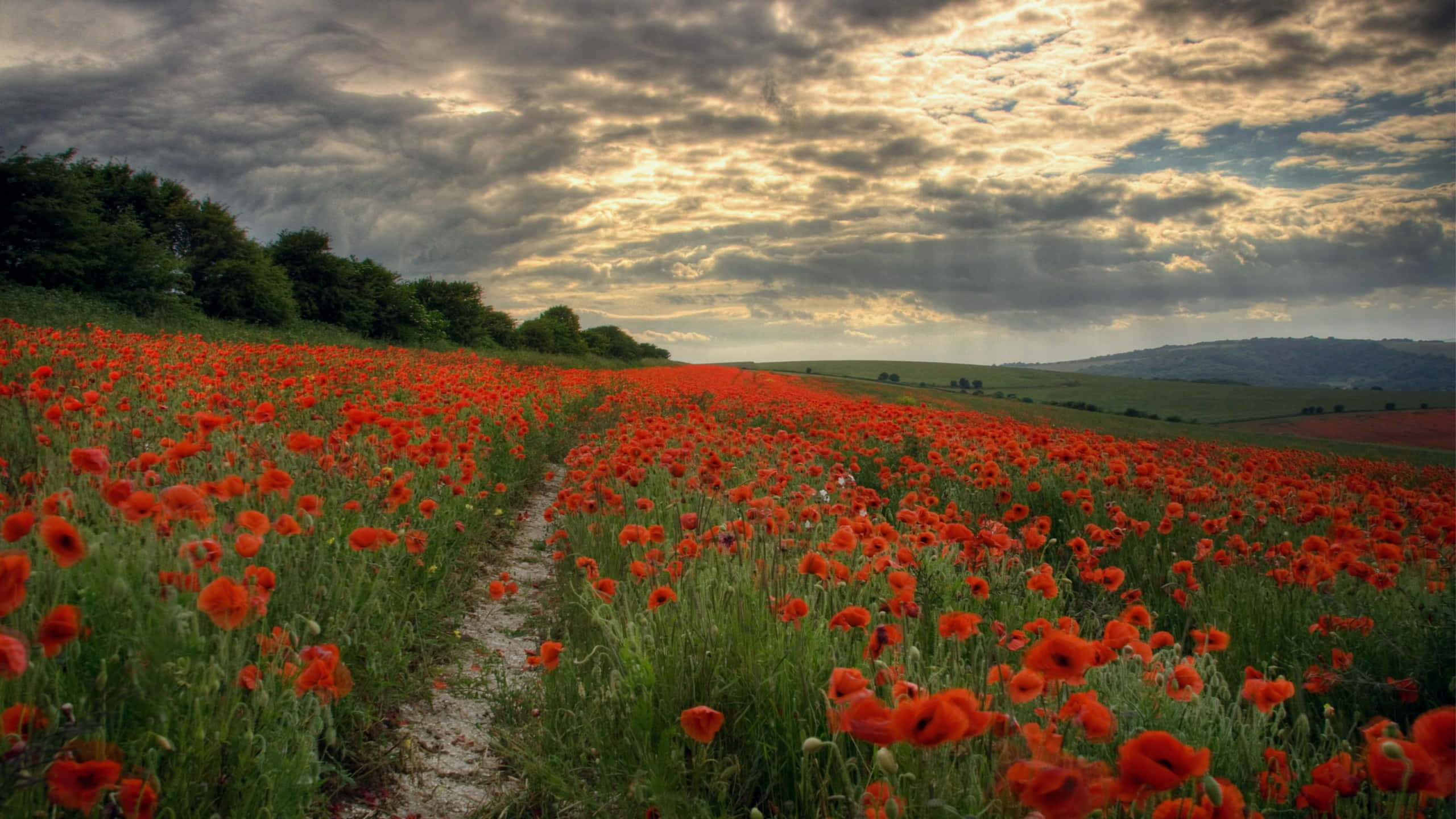 Poppy Field 桌布 壁紙 — 一條蜿蜒的泥土小徑穿過廣闊的鮮紅色罌粟花田，上方是日落時分戲劇性的多雲天空。