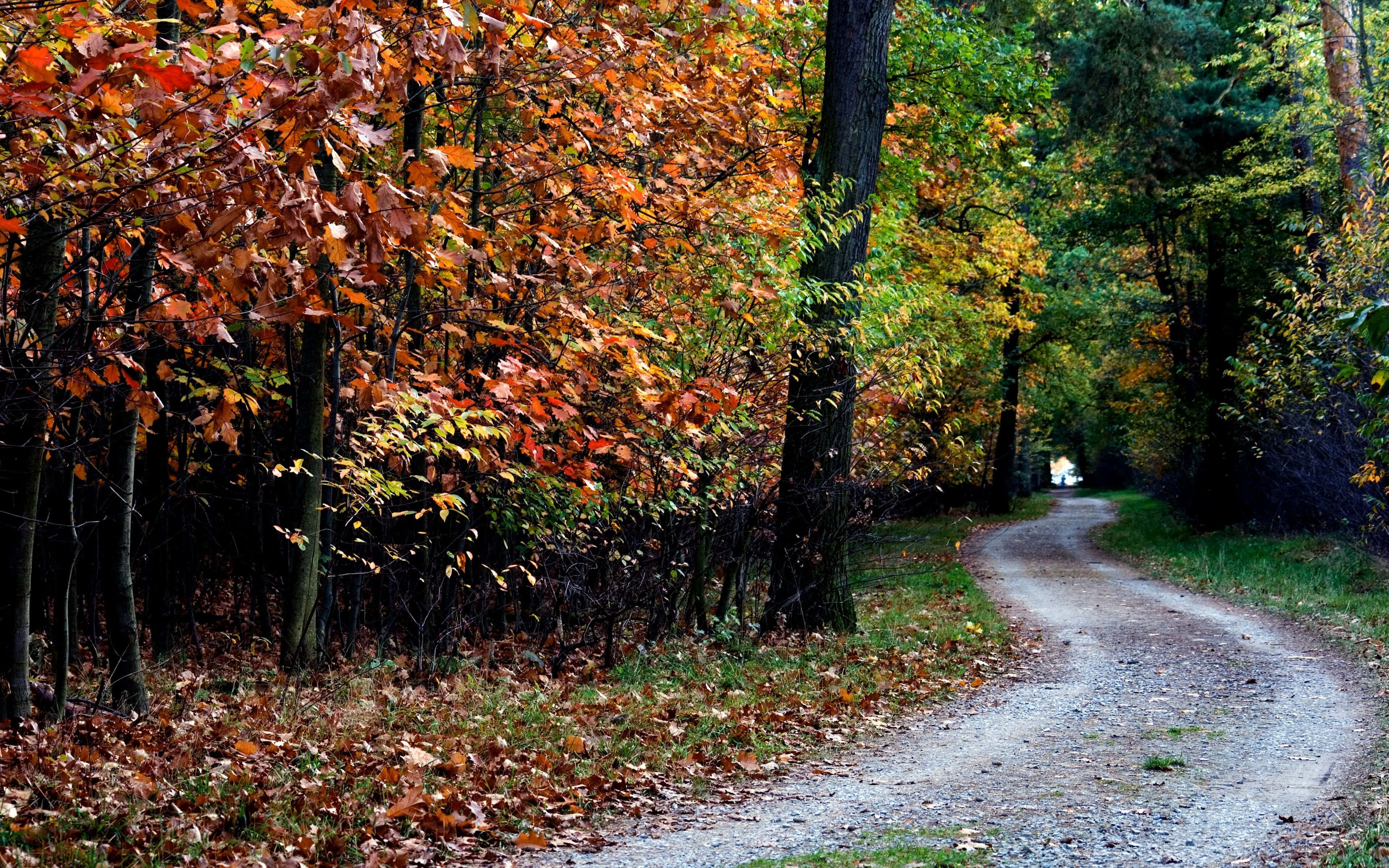 Autumn Trails 桌布 壁紙 — 一條蜿蜒的泥土小徑穿過樹林，樹葉在柔和日光下呈現鮮豔的橙色和綠色。