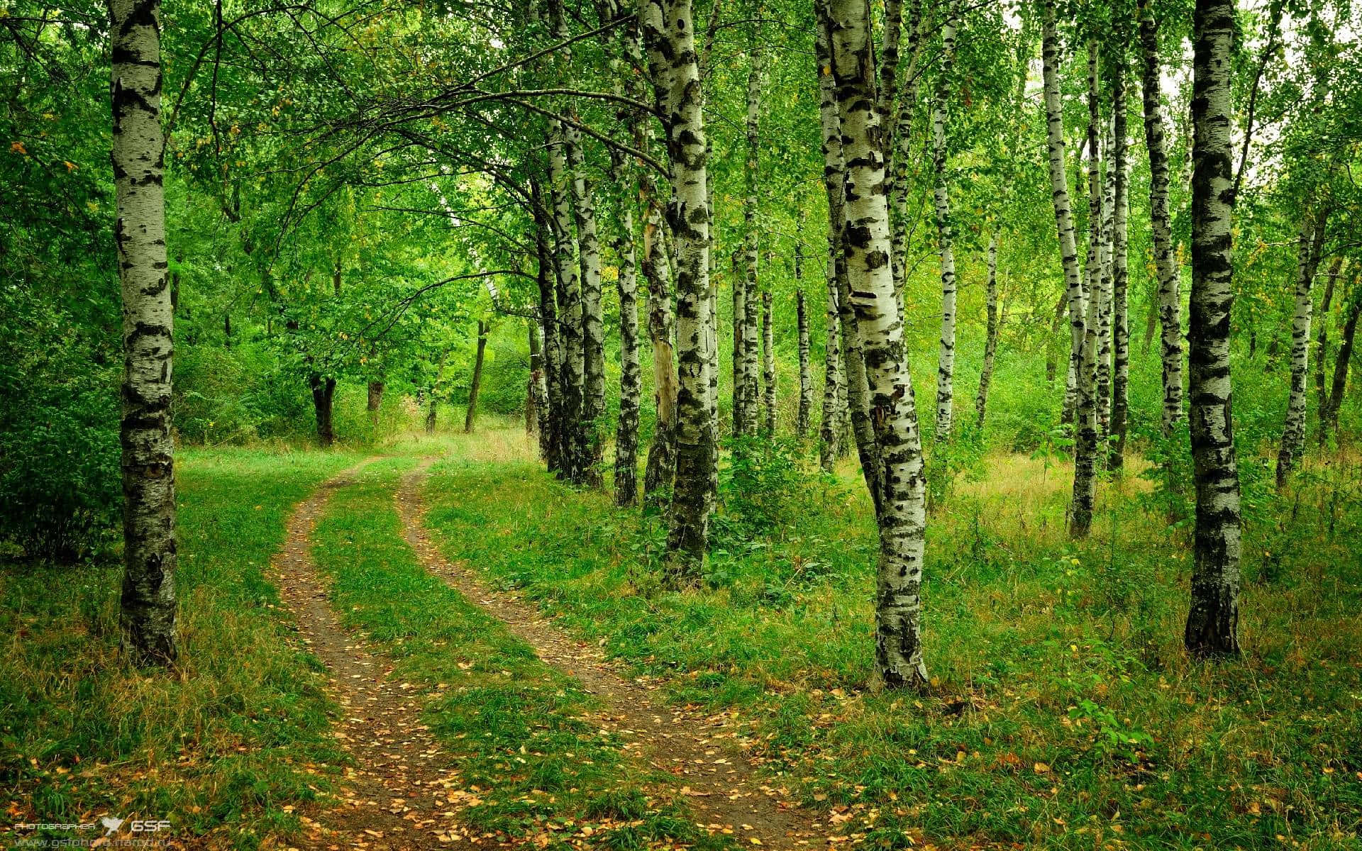trees 桌布 壁紙 — 一條蜿蜒的泥土小徑穿過茂密的白樺林，樹皮潔白，綠葉繁茂。