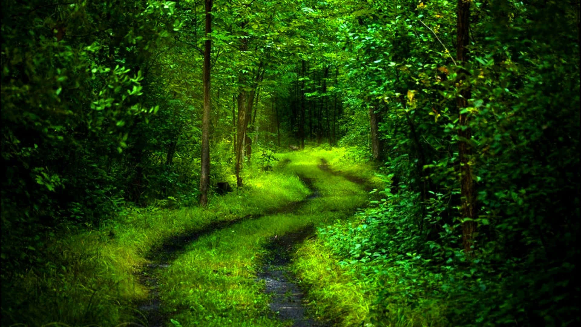 3d Forest 桌布 壁紙 — 一條蜿蜒的泥土小徑穿過茂密的綠色森林，斑駁的陽光透過濃密的樹葉照射下來。