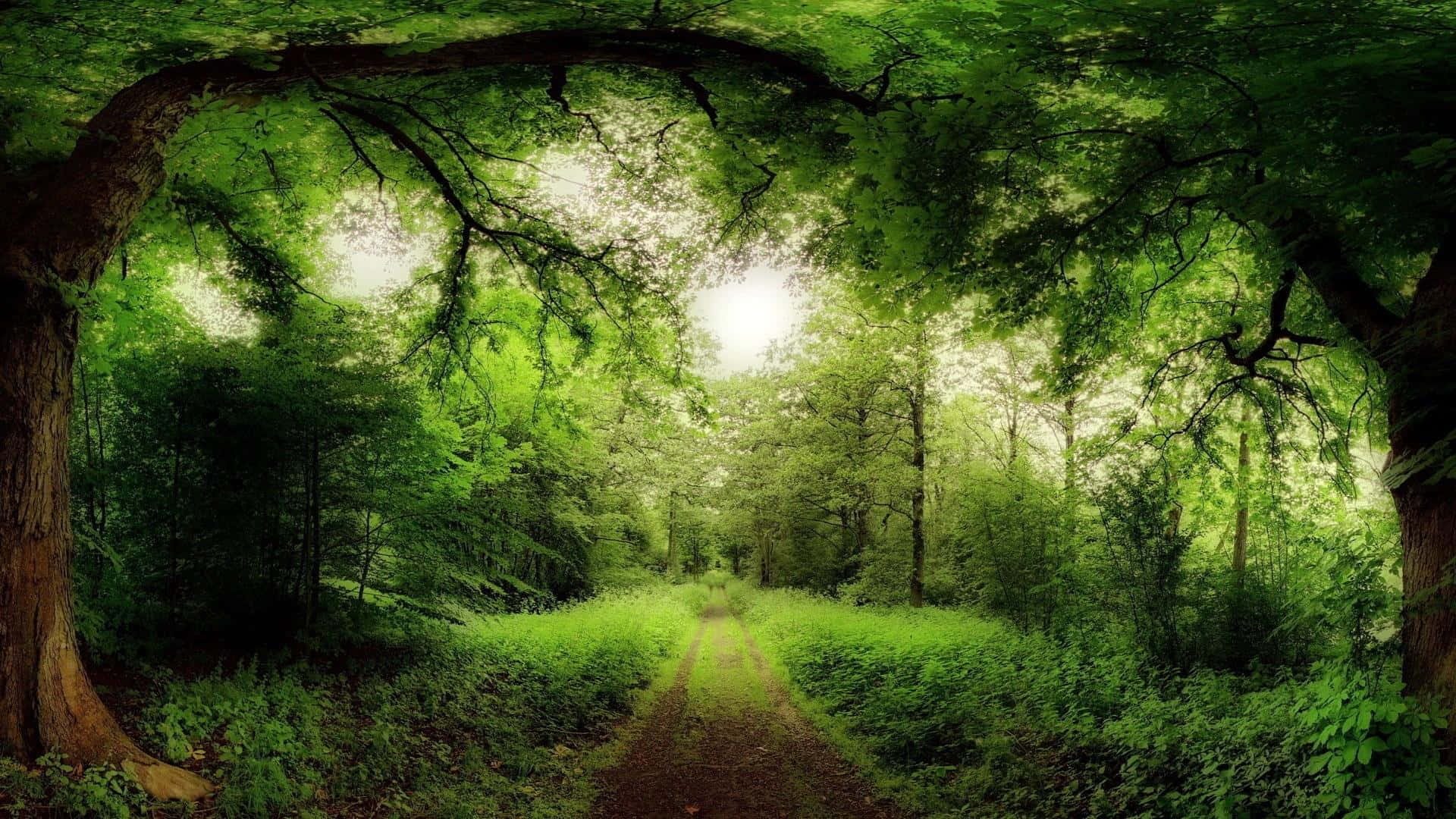3d Forest 桌布 壁紙 — 一條蜿蜒的泥土小徑穿過茂密的綠色森林樹冠，斑駁的陽光透過茂密的樹葉照射進來。