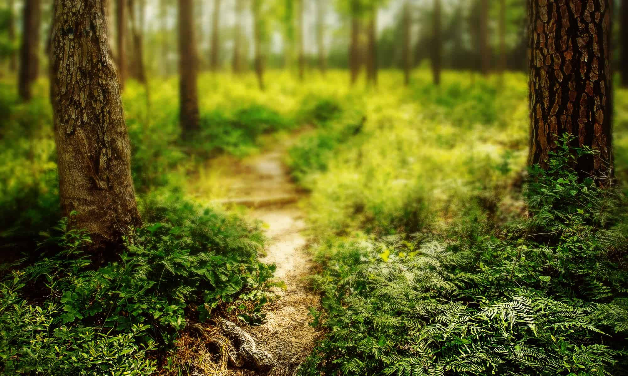 Hiking 桌布 壁紙 — 一條蜿蜒的泥土小徑穿過陽光斑駁的森林，兩旁是高聳的樹木和茂密的綠色蕨類植物。