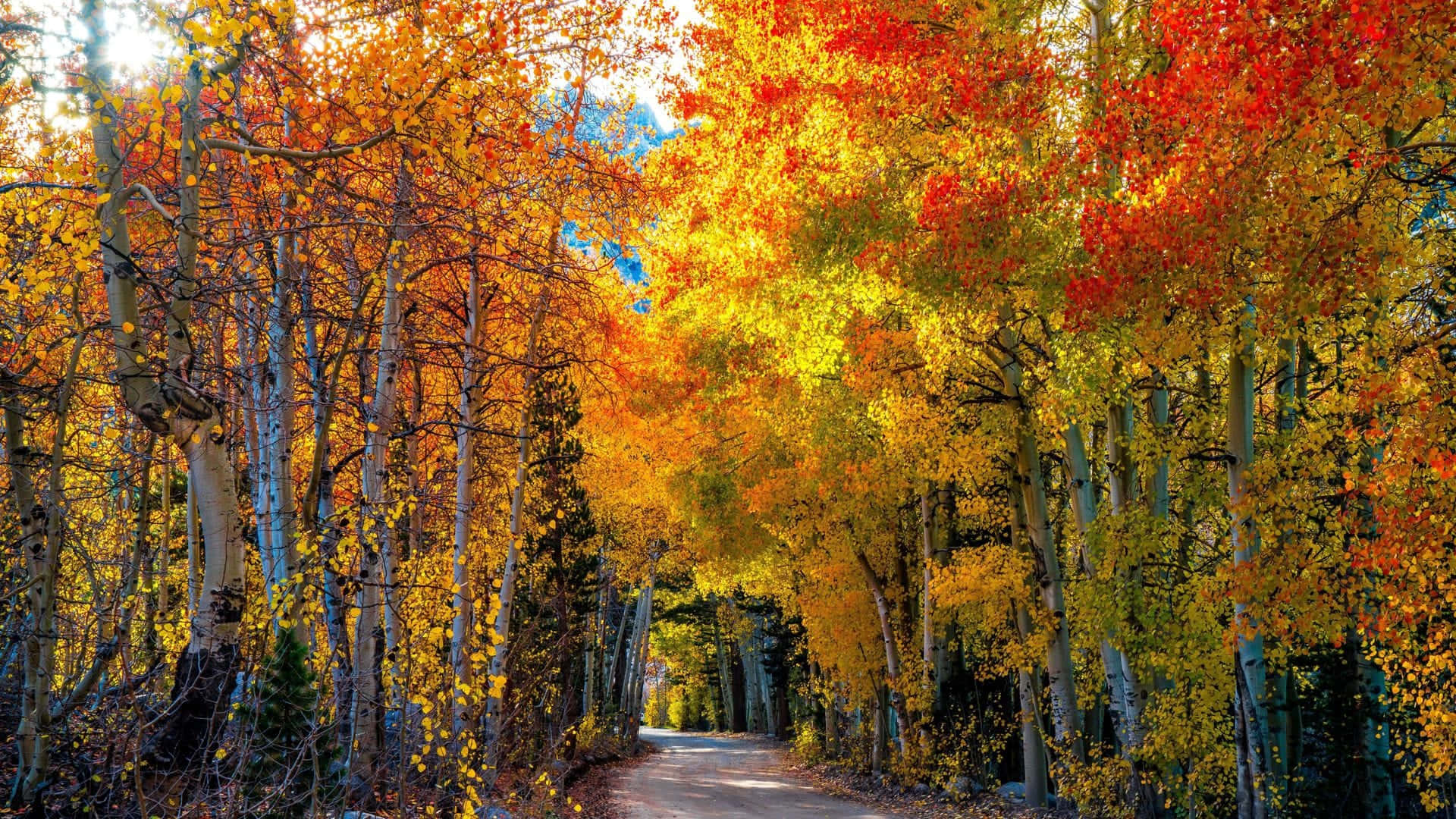 Fall Foliage 桌布 壁紙 — 一條蜿蜒的泥土路穿過一條由白楊樹組成的隧道，樹上掛滿了金橙色和紅色的秋葉，在明亮的陽光下閃閃發光。