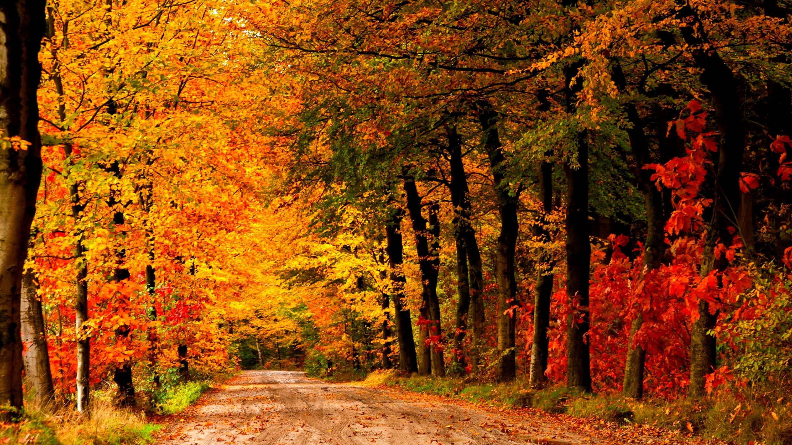 Autumn Trails 桌布 壁紙 — 一條蜿蜒的泥路穿過茂密的森林，森林裡燃燒著火紅的橙色、紅色和金黃色的秋葉。