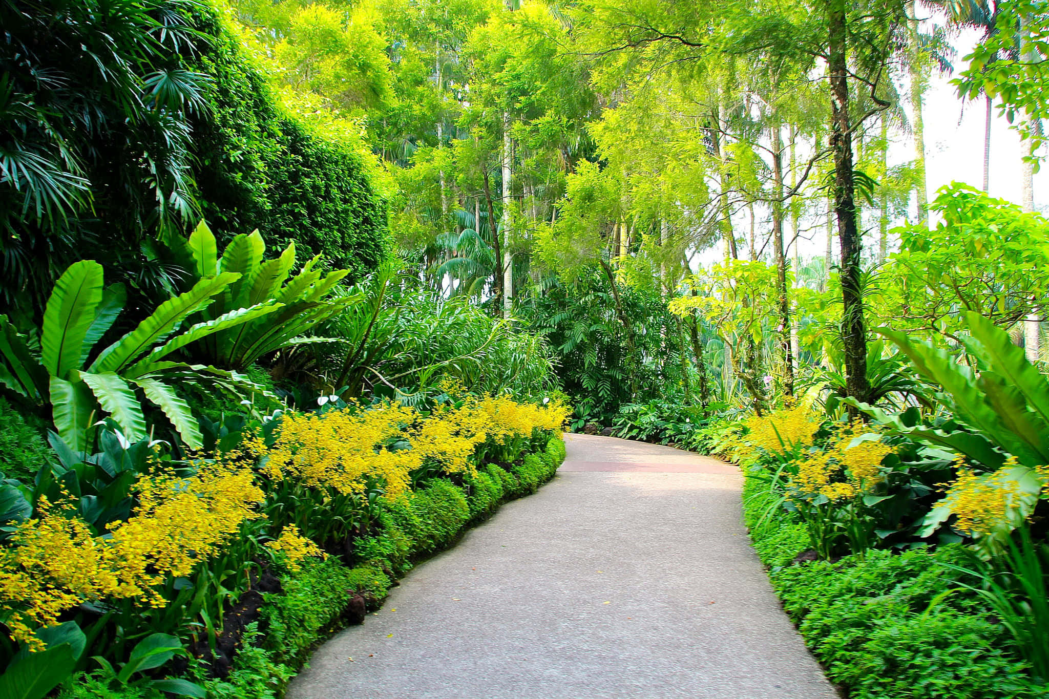 Botanical Garden 桌布 壁紙 — 一條蜿蜒的混凝土小徑穿過茂密的熱帶花園，兩旁是充滿活力的綠色植物和黃色花朵。