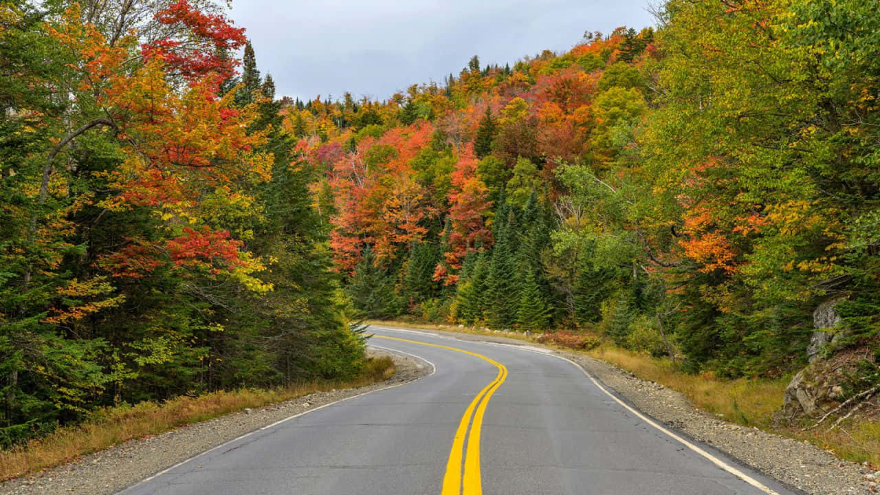 Fall Road 桌布 壁紙 — 一條蜿蜒的瀝青路在陰天之下穿過秋色如火如荼的森林。