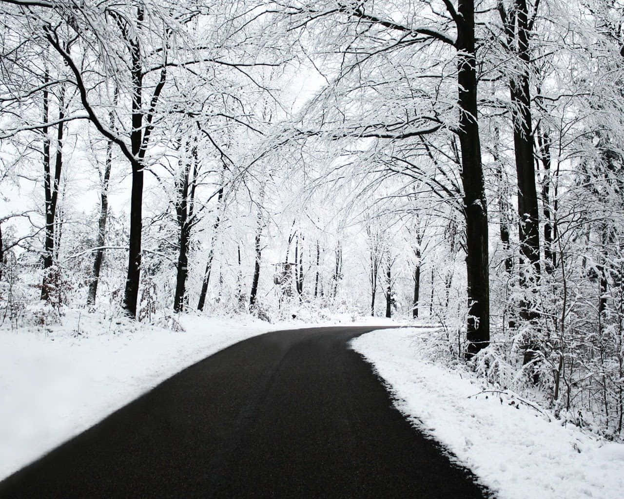 Icy Road 桌布 壁紙 — 一條蜿蜒的瀝青路穿過白雪覆蓋的寧靜冬季森林，光禿禿的樹木在頭頂彎曲。