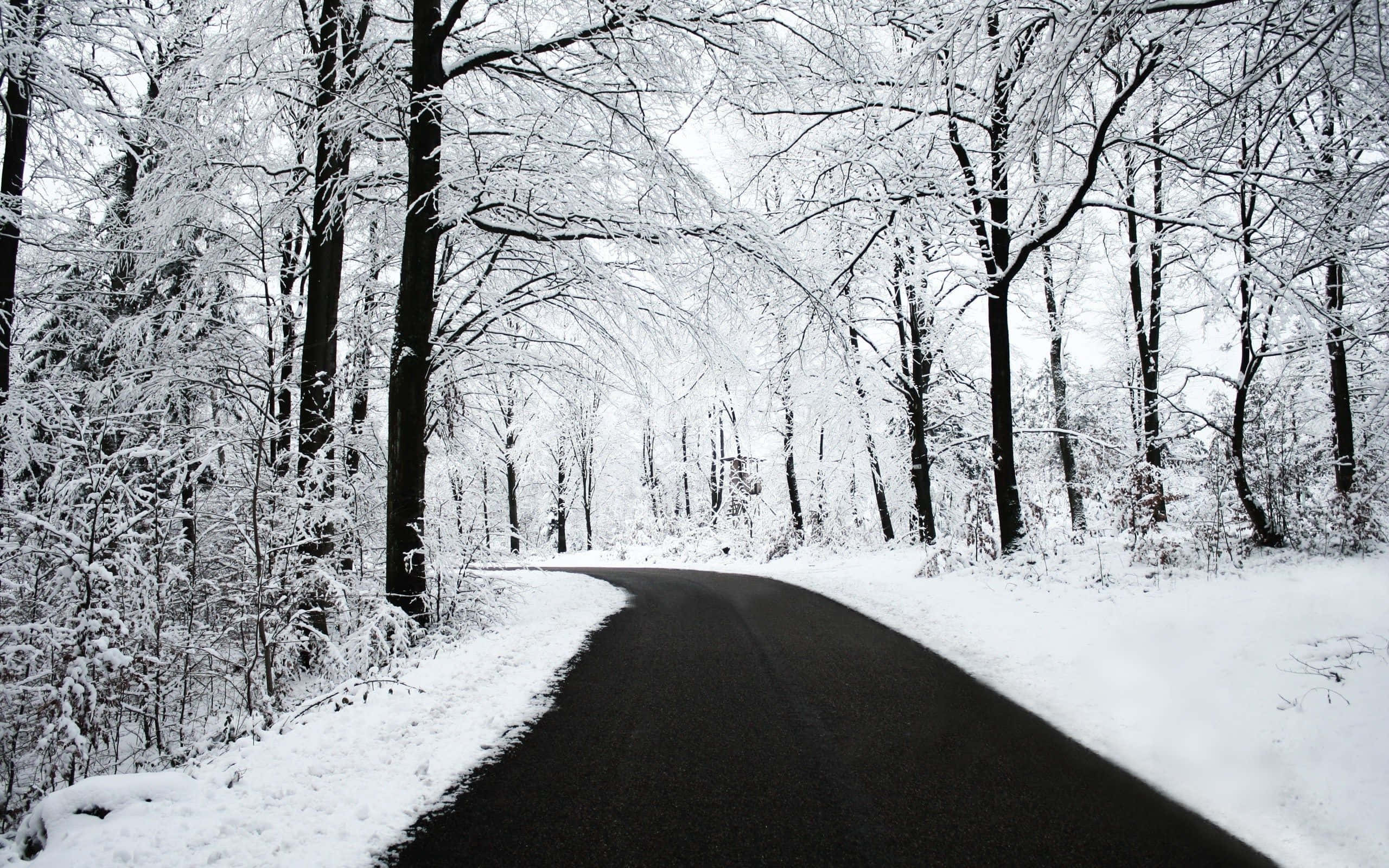 Black And White Nature 桌布 壁紙 — 一條蜿蜒的瀝青路穿過白雪覆蓋的茂密冬季森林，光禿禿的樹木在頭頂彎曲。