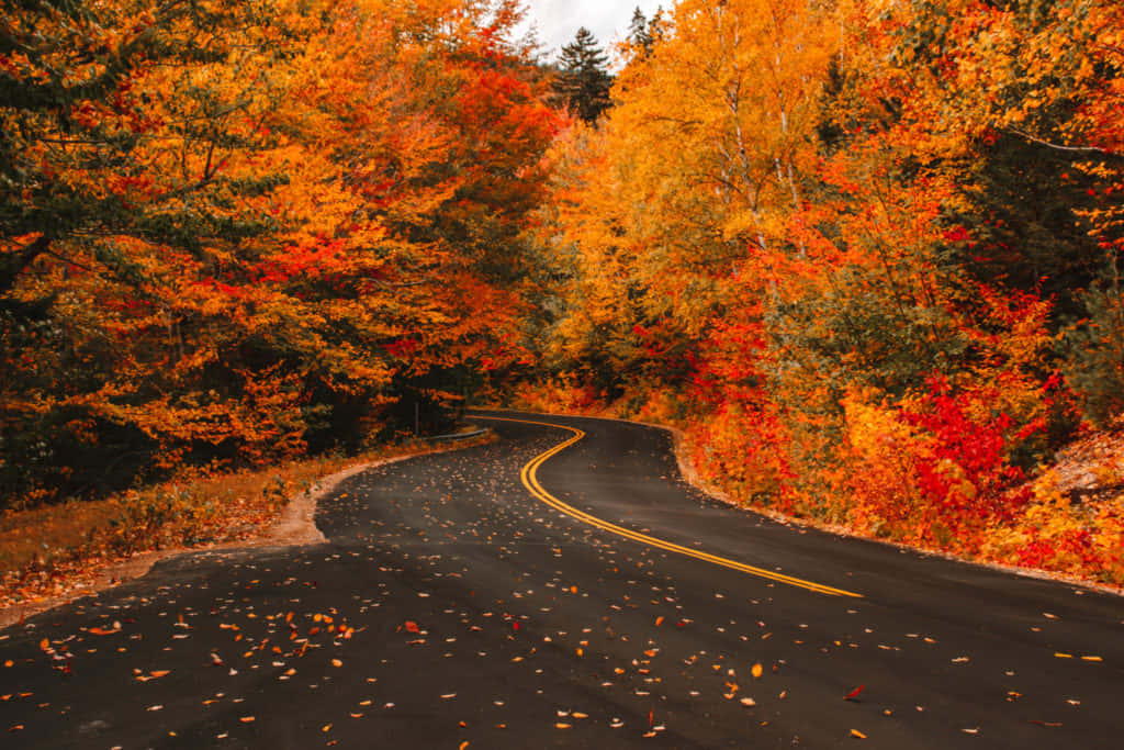 Fall Road 桌布 壁紙 — 一條蜿蜒的瀝青路穿過茂密的森林，森林中燃燒著火紅的橙色、紅色和金色的秋葉。