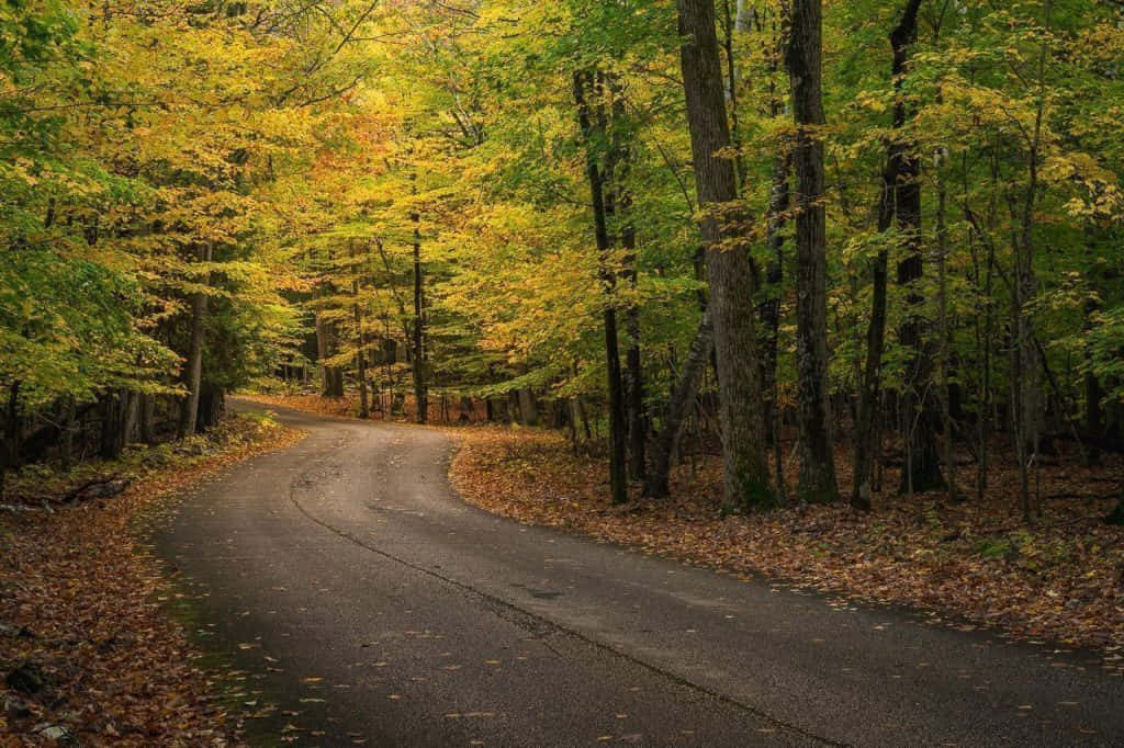Fall Road 桌布 壁紙 — 一條蜿蜒的瀝青路穿過茂密的森林，樹木呈現出鮮豔的黃色和綠色秋葉。